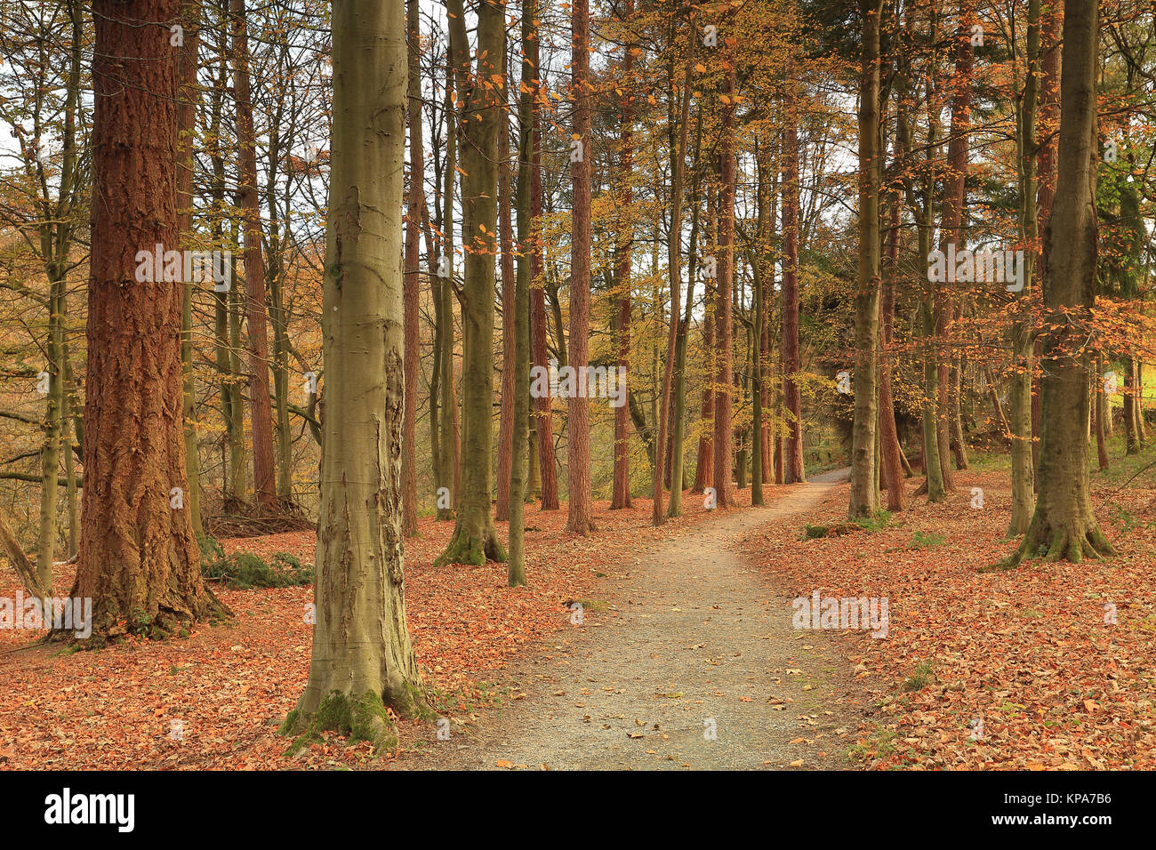 Ein Herbst Blick auf den Wanderweg durch Strid Holz, in der Nähe von Barden Brücke in den Yorkshire Dales National Park, North Yorkshire, Großbritannien Stockfoto