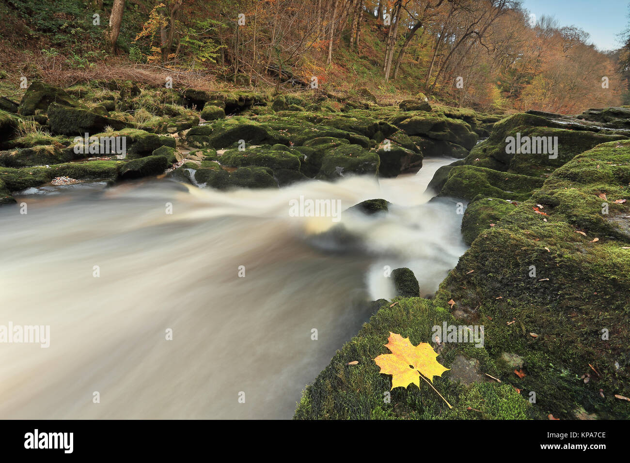 Die Strid, einem sehr schmalen Abschnitt des Flusses Wharfe in der Nähe von Bolton Abbey in Yorkshire Dales National Park, North Yorkshire, Großbritannien Stockfoto