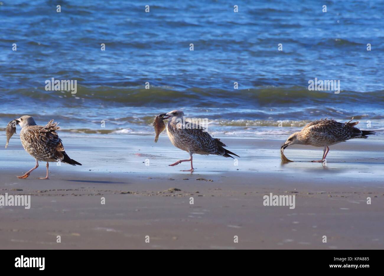Gruppe Möwen am Strand mit Fisch Stockfoto Gruppe Möwen am Strand mit Fisch Stockfoto