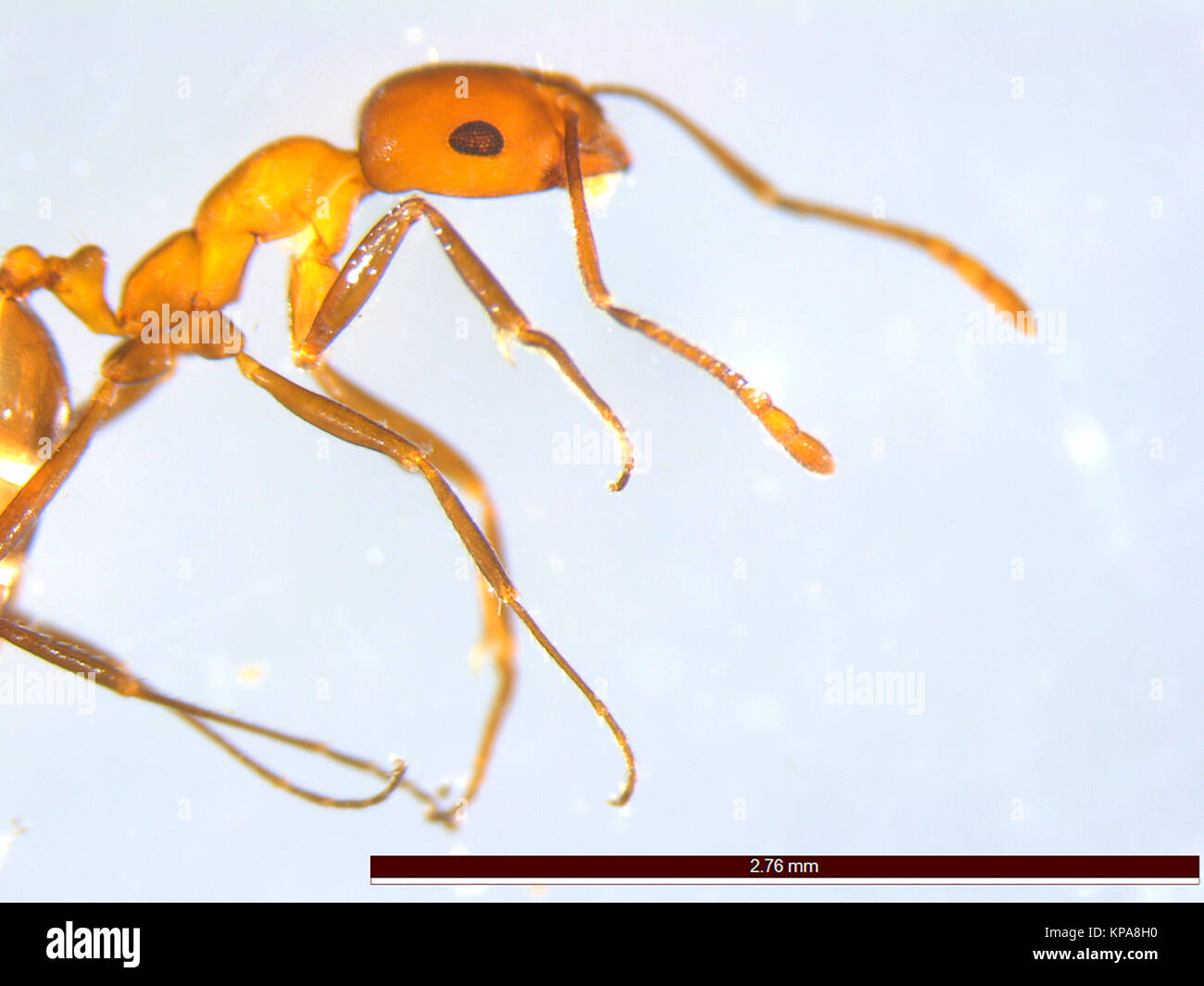 Ant fotografiert unter einem Mikroskop. Schwarz Garten ant. Licht Schliffbild eines Schwarzen Garten worker Ant (Lasius Niger). Arbeitnehmer Ameisen sind steril, Flügellosen Stockfoto