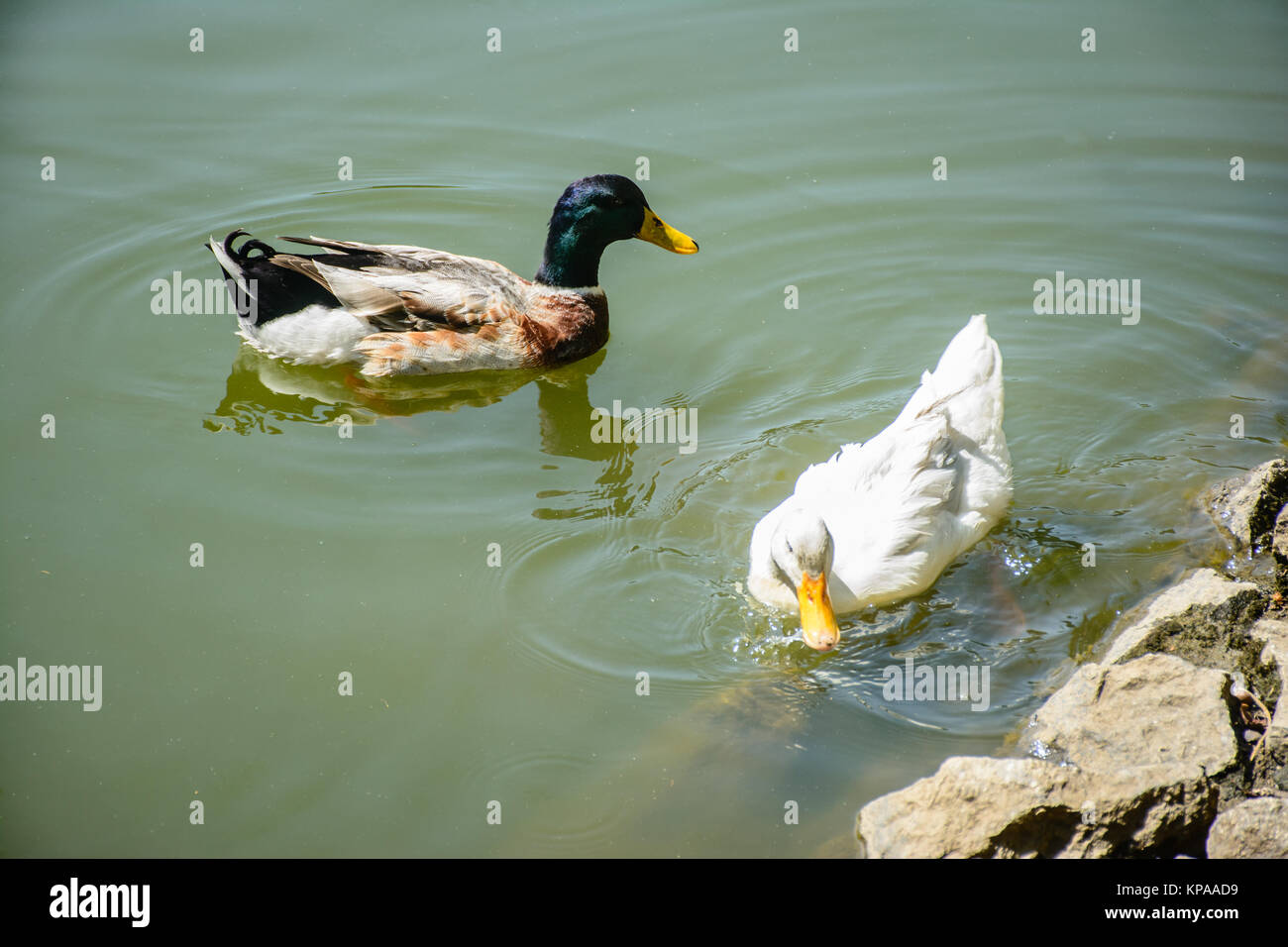 Wassertiere Ente Enten mit Aufziehfunktion Schwimmfunktion Badespaß Schwimmt NEU 
