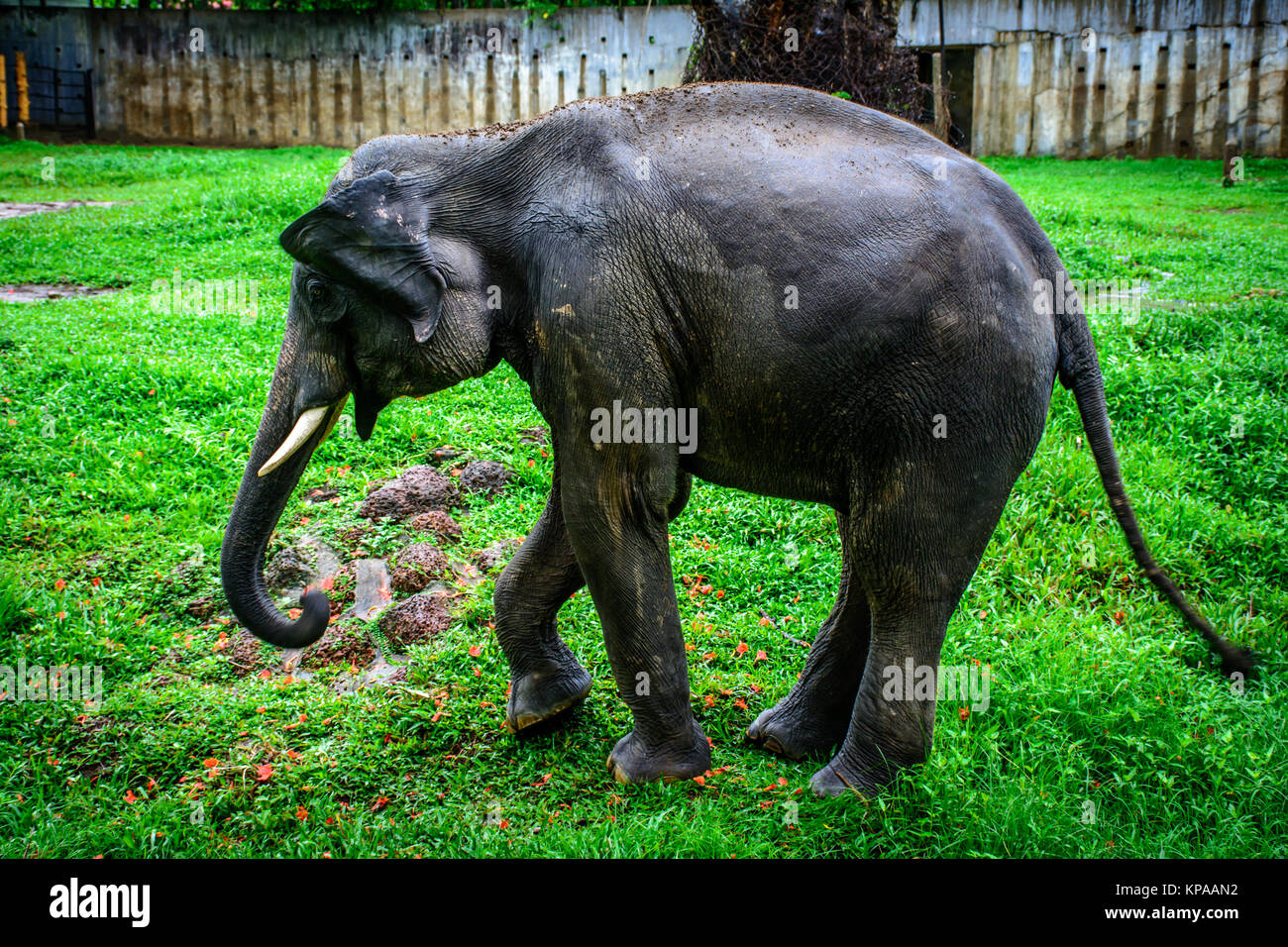 Junger Elefant mit kynologischer Zahn Stockfoto