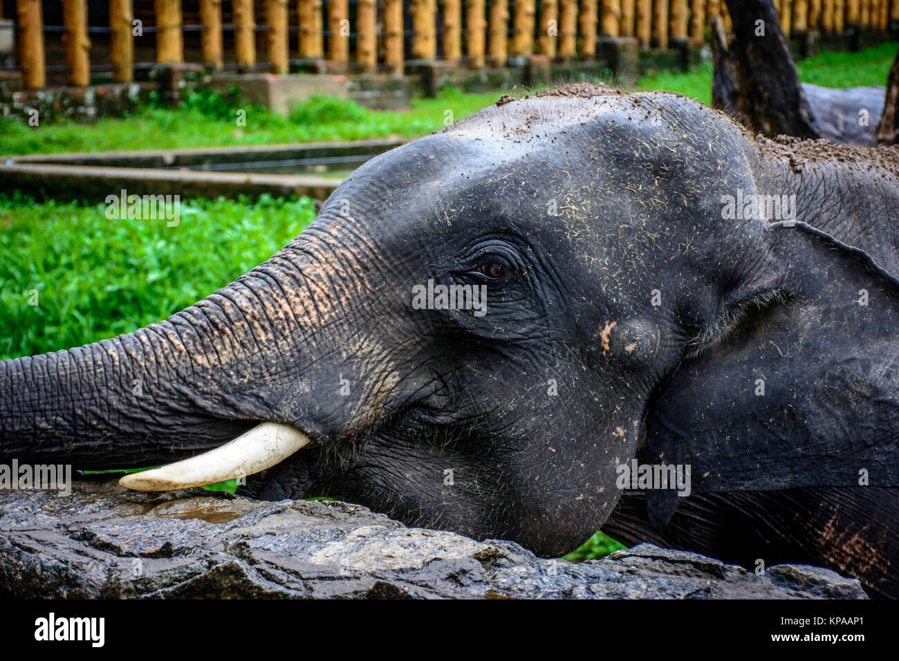 Nahaufnahme der junge Elefant mit kynologischer Zahn Stockfoto