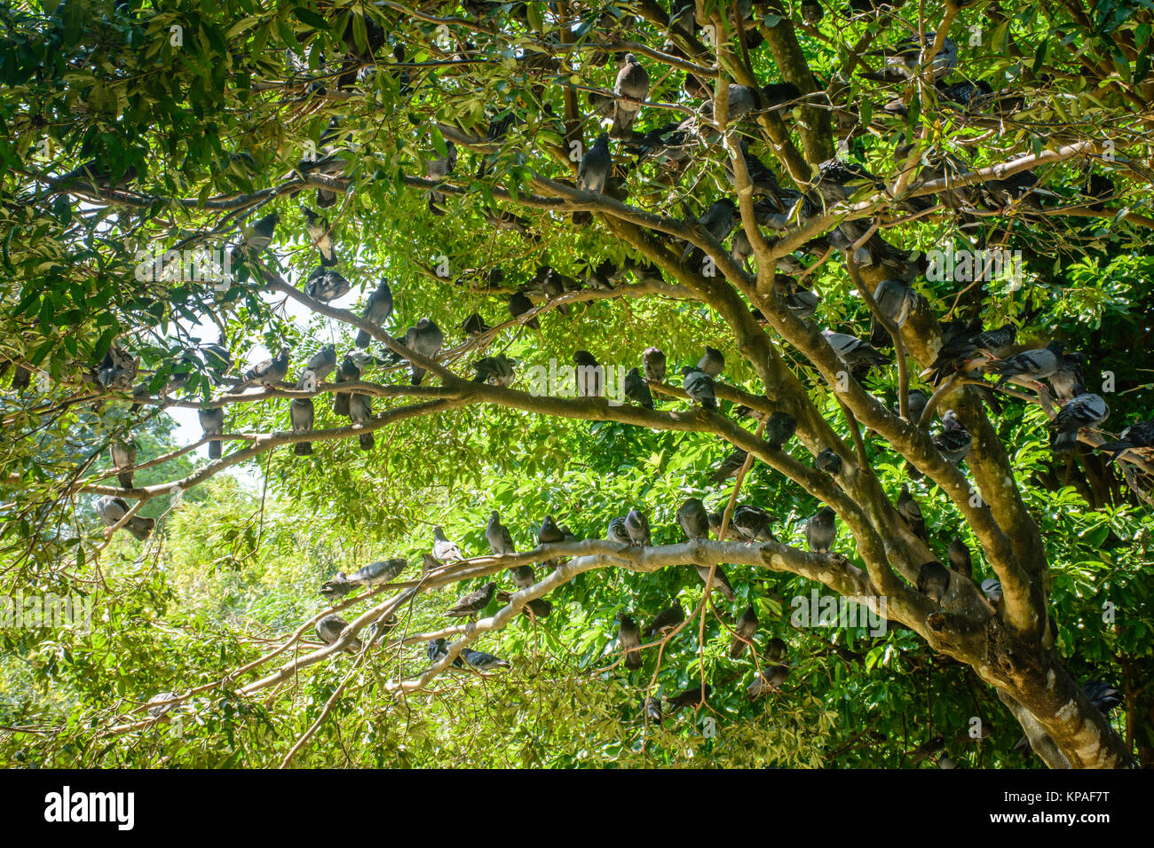 Gruppe von Tauben, die auf dem Baum gehockt sind Stockfoto