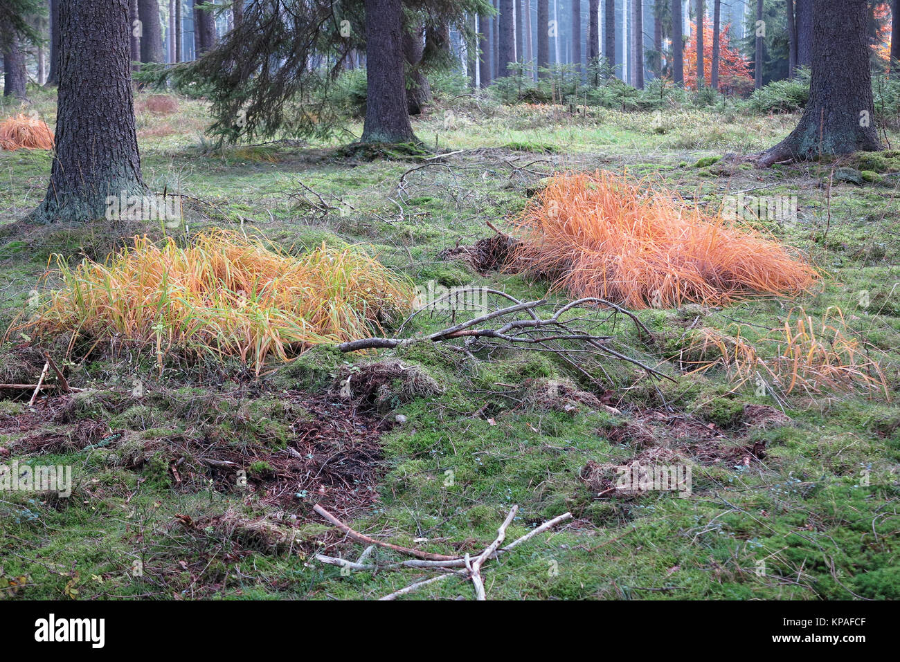 Farbige Rasen in den Herbst Nadelwald Stockfoto