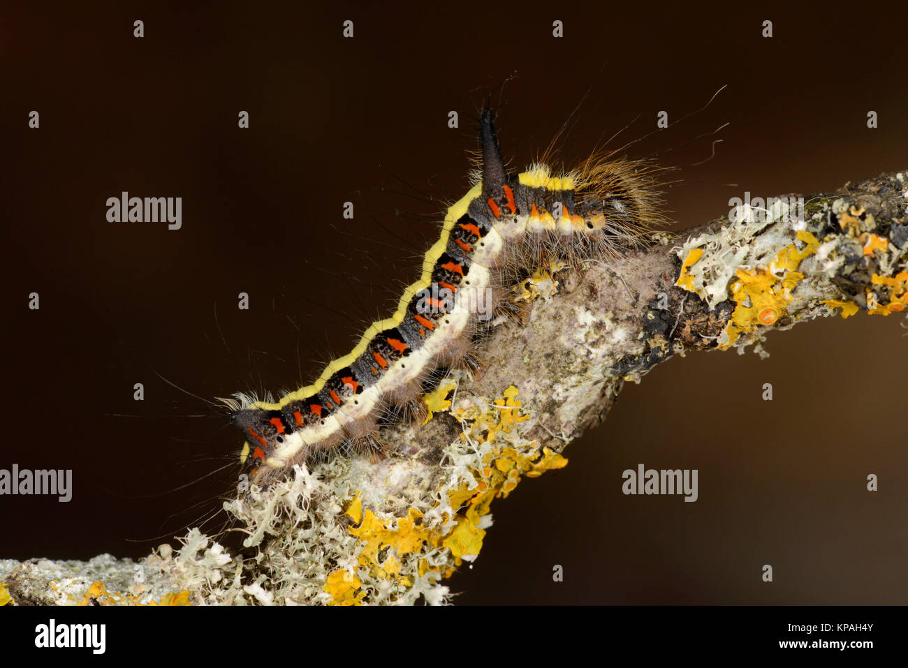 Grau Dolch Motte (Acronicta psi) Endgültige instar ausgewachsener Caterpillar, Monmouth, Wales, September Stockfoto