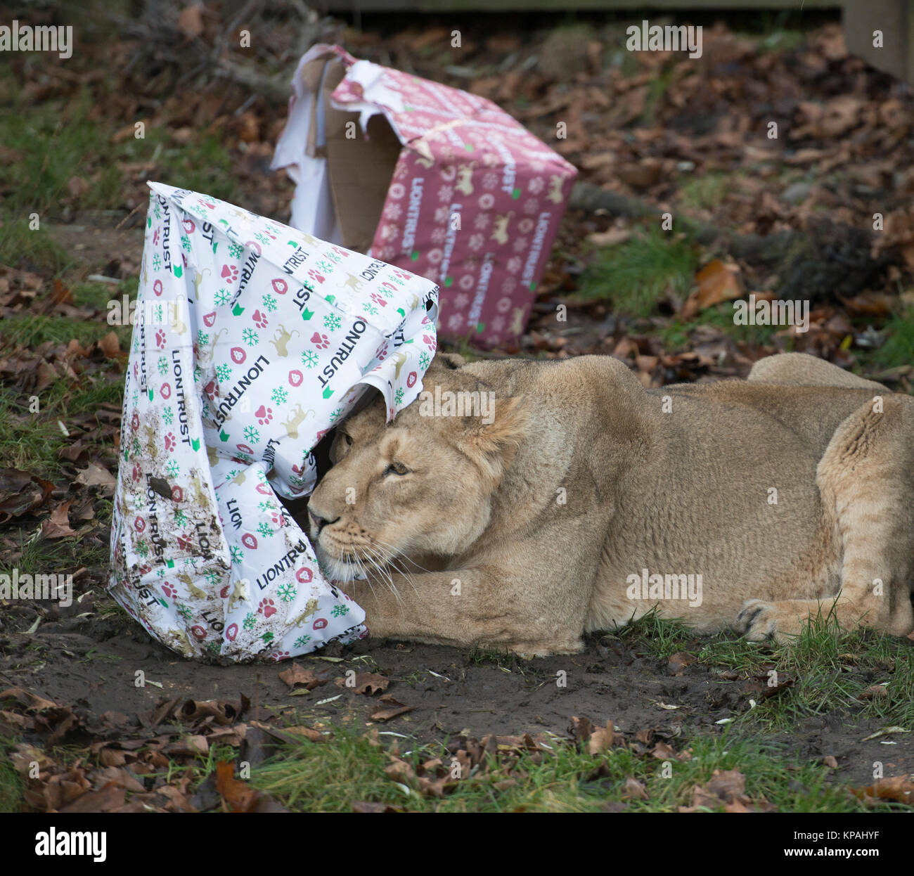 ZSL London Zoo, UK. 14. Dezember 2017. Asiatische löwinnen Heidi, Indi und Rubi aufwachen mit einem Haufen Geschenke zu öffnen Rip - dank Spezialist Fund management group Liontrust - während Humboldt Pinguin Kolonie der Zoo's Peck für Geschenke unter ihren eigenen Weihnachtsbaum. Esel im Zoo an den Festlichkeiten, gürtete saftige Karotten aus riesigen santa Säcke in ihren Ställen aufgehängt, während die Totenkopfäffchen in Mini tauchen santa Strümpfe gefüllt mit Ihren bevorzugten behandelt. Credit: Malcolm Park/Alamy Leben Nachrichten. Stockfoto