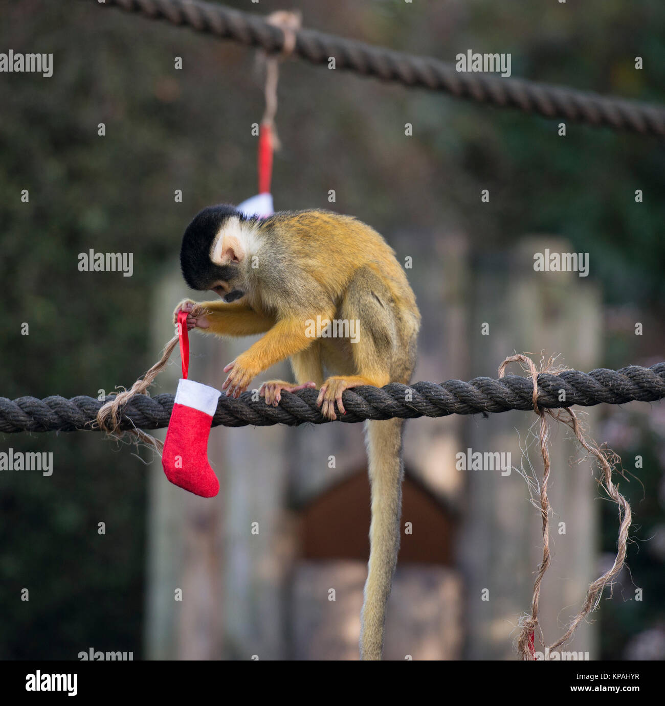 ZSL London Zoo, UK. 14. Dezember 2017. Asiatische löwinnen Heidi, Indi und Rubi aufwachen mit einem Haufen Geschenke zu öffnen Rip - dank Spezialist Fund management group Liontrust - während Humboldt Pinguin Kolonie der Zoo's Peck für Geschenke unter ihren eigenen Weihnachtsbaum. Esel im Zoo an den Festlichkeiten, gürtete saftige Karotten aus riesigen santa Säcke in ihren Ställen aufgehängt, während die Totenkopfäffchen in Mini tauchen santa Strümpfe gefüllt mit Ihren bevorzugten behandelt. Credit: Malcolm Park/Alamy Leben Nachrichten. Stockfoto