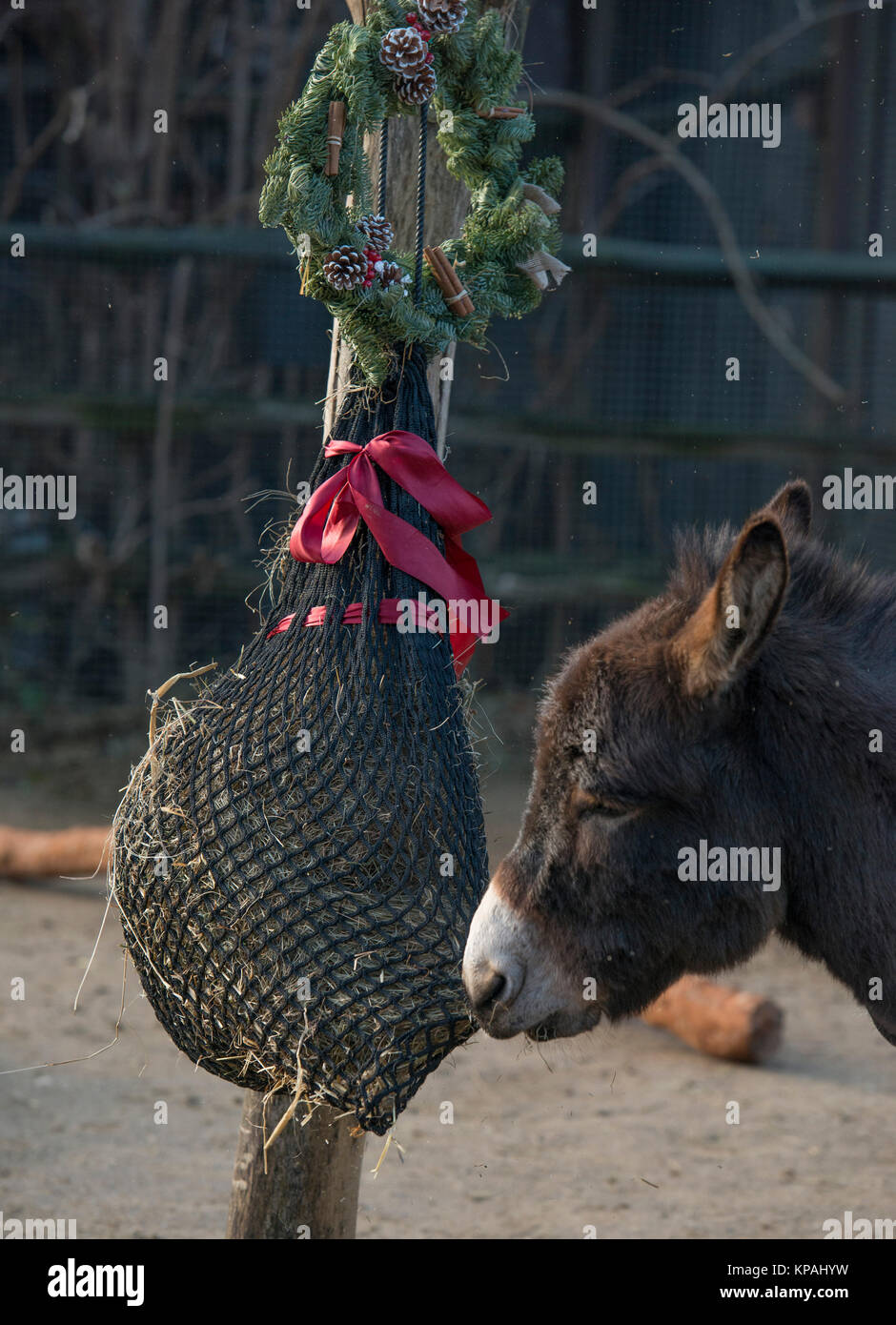 ZSL London Zoo, UK. 14. Dezember 2017. Asiatische löwinnen Heidi, Indi und Rubi aufwachen mit einem Haufen Geschenke zu öffnen Rip - dank Spezialist Fund management group Liontrust - während Humboldt Pinguin Kolonie der Zoo's Peck für Geschenke unter ihren eigenen Weihnachtsbaum. Esel im Zoo an den Festlichkeiten, gürtete saftige Karotten aus riesigen santa Säcke in ihren Ställen aufgehängt, während die Totenkopfäffchen in Mini tauchen santa Strümpfe gefüllt mit Ihren bevorzugten behandelt. Credit: Malcolm Park/Alamy Leben Nachrichten. Stockfoto