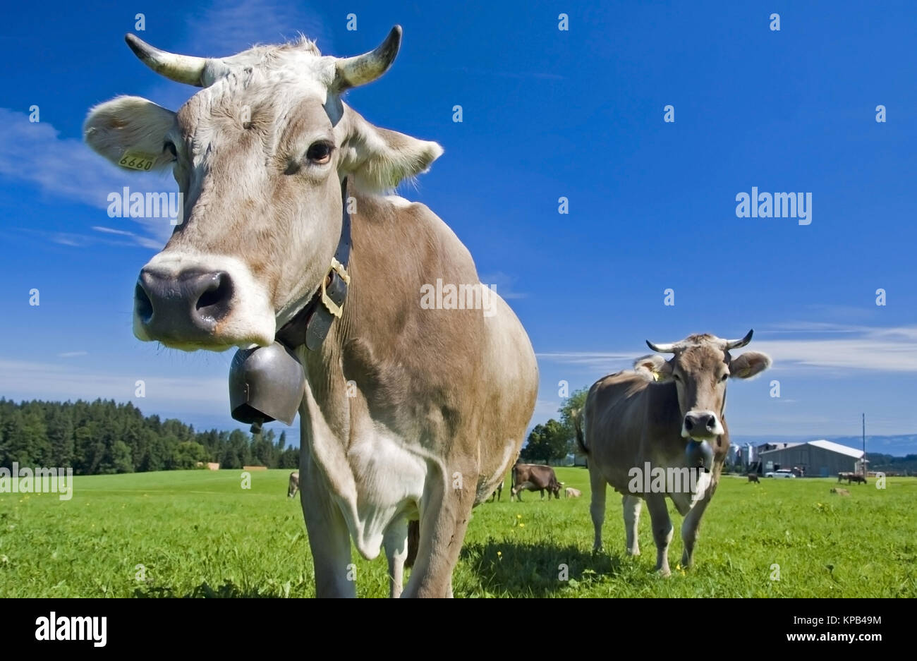 Kühe Auf Der Alm Stockfotos & Kühe Auf Der Alm Bilder - Alamy