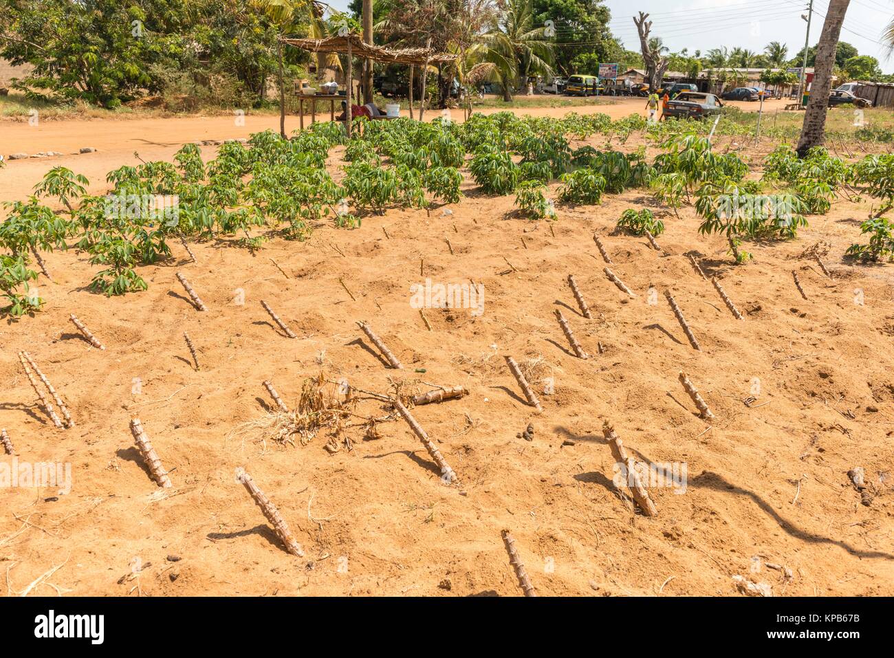 Maniok Maniok (Cassava esculenta) Pflanzen oder auf einem sandigen Feld, Anloga, Volta Region, Ghana, Afrika Stockfoto