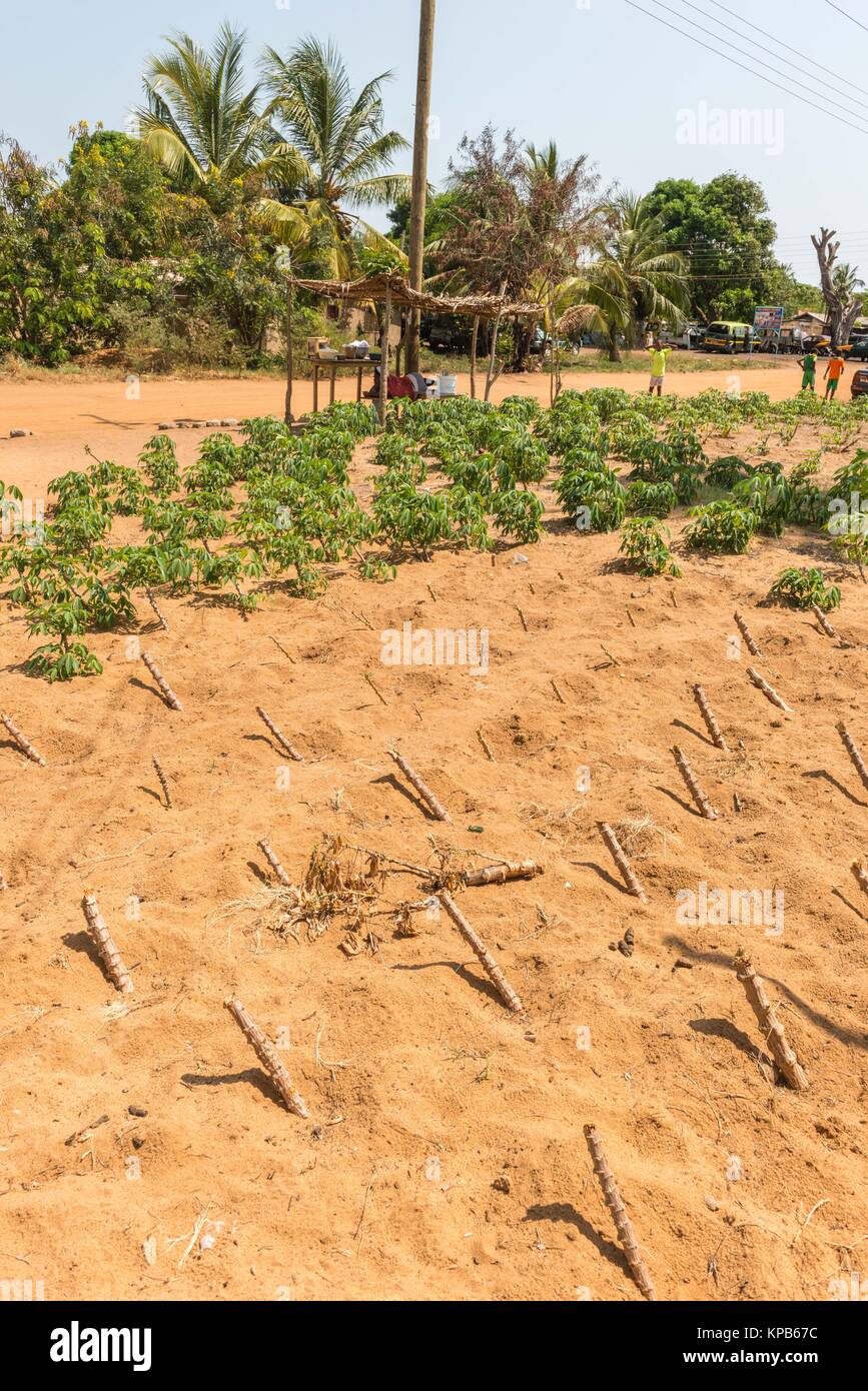 Maniok Maniok (Cassava esculenta) Pflanzen oder auf einem sandigen Feld, Anloga, Volta Region, Ghana, Afrika Stockfoto