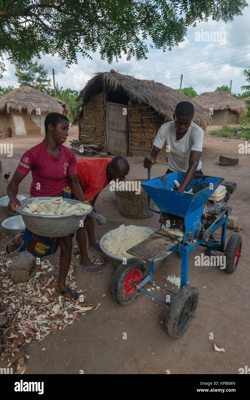 Schleifen die geschälten und gewaschenen Manioka-wurzeln, Dorf in der Nähe von Mafi-Kumase, Volta Region, Ghana, Afrika Stockfoto