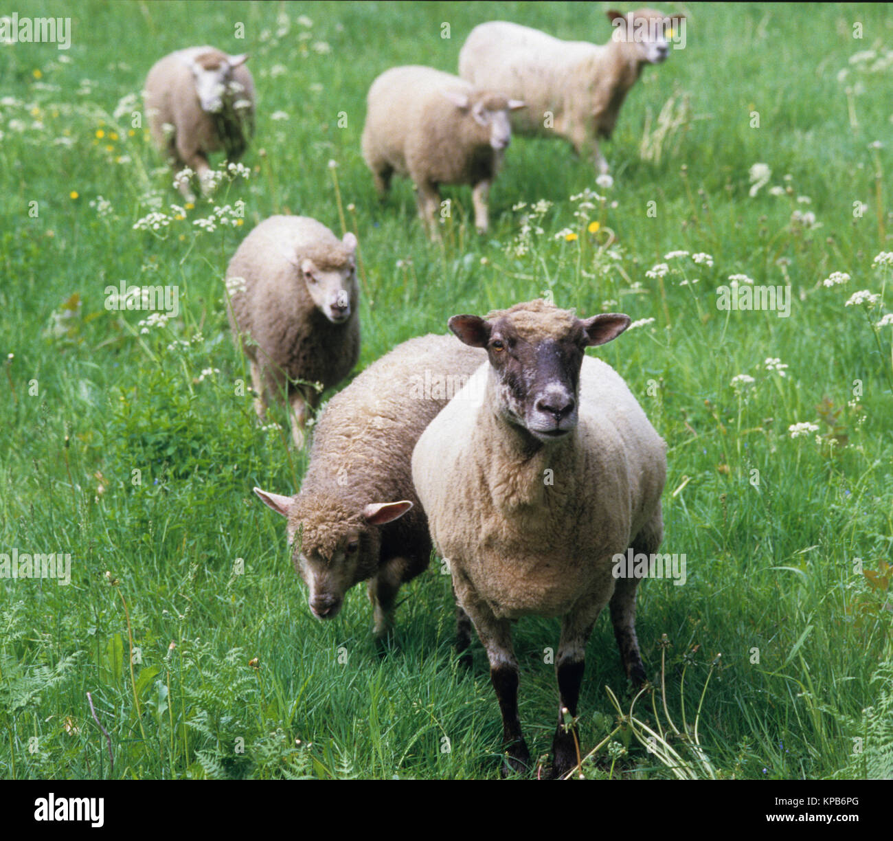 Weidende Schafe im sommer wiese 2016 Stockfoto