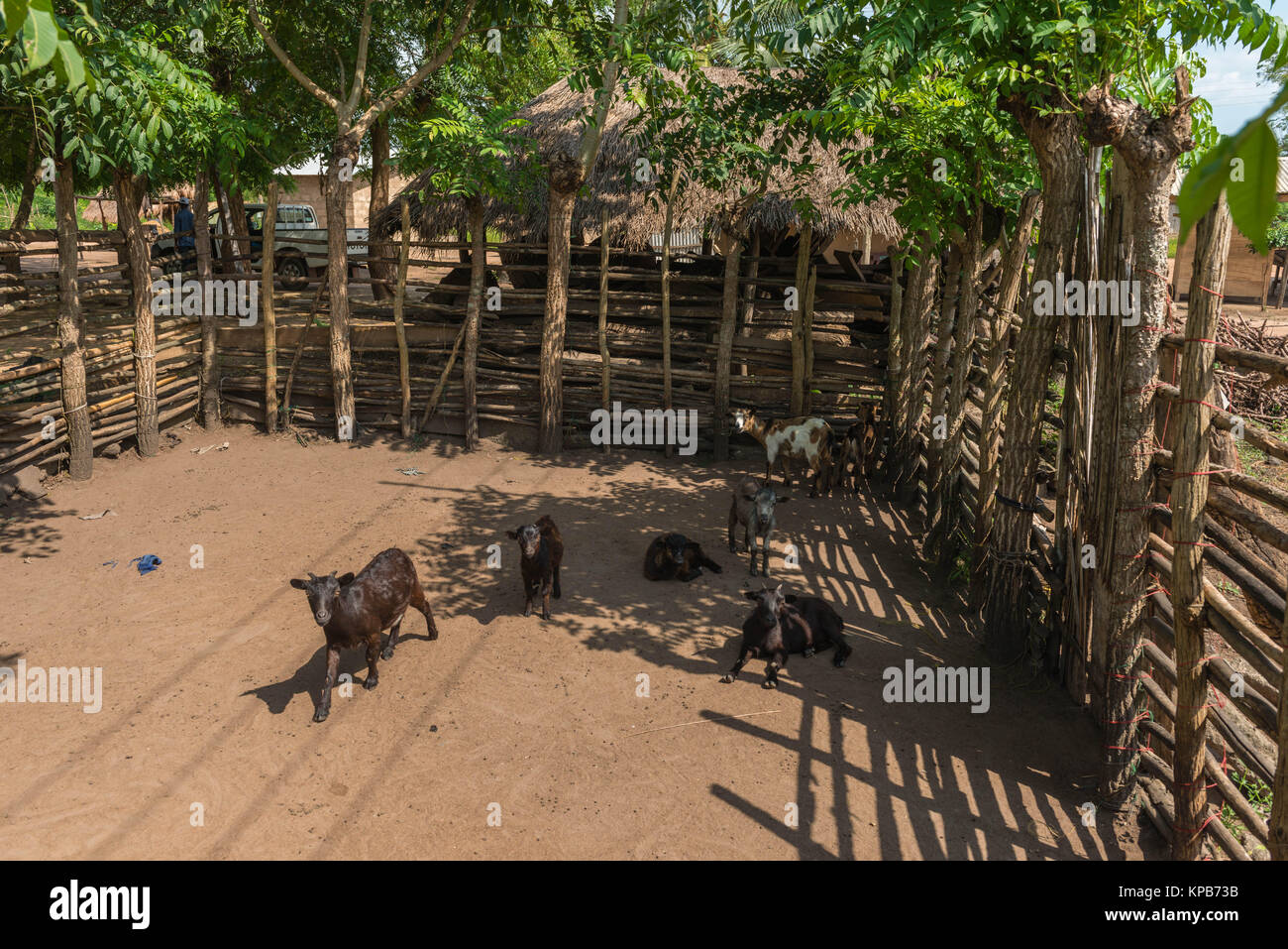 Halten Ziegen in einem Dorf in der Nähe von Mafi-Kumase, Volta Region, Ghana, Afrika Stockfoto