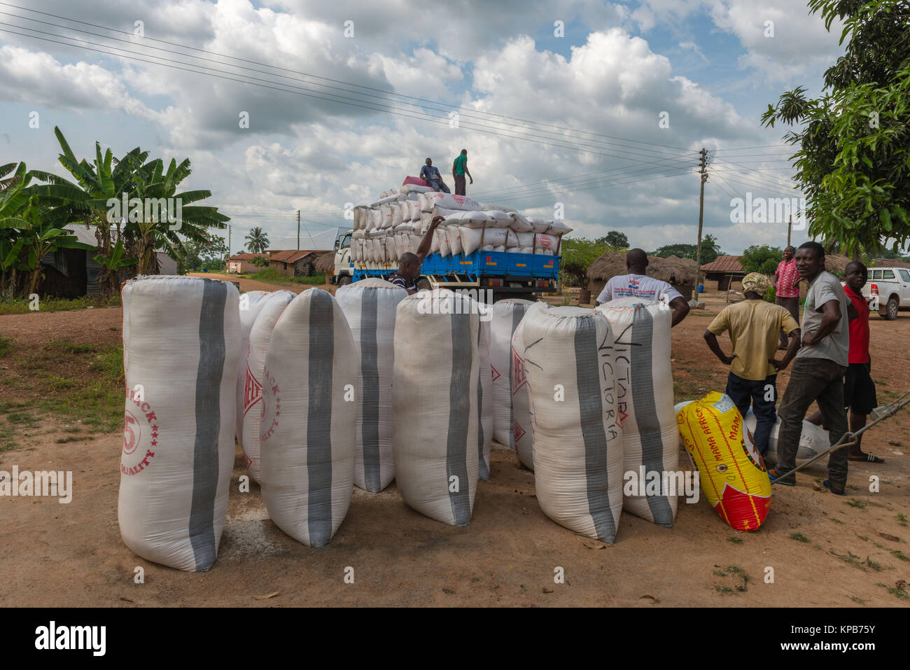 Laden Säcke von Gari zu verschiedenen lokalen Märkte, Dorf in der Nähe von Mafi-Kumase, Volta Region, Ghana, Afrika transportiert werden. Stockfoto