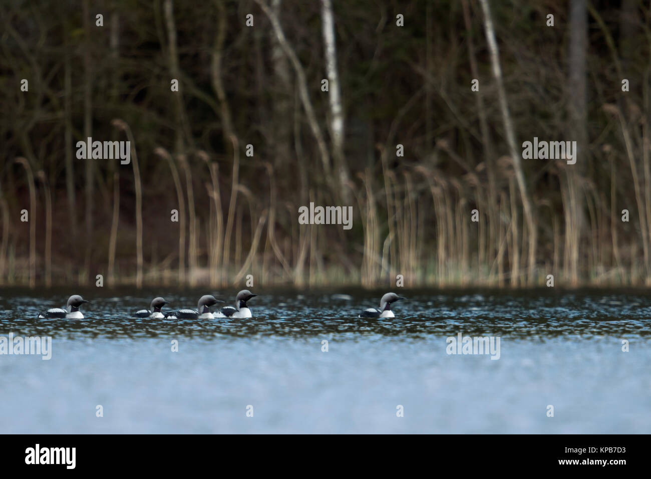 Black-throated Loon/Arctic Loon/Prachttaucher (Gavia arctica), kleine Gruppe, Flock, Schwimmen in einem See in Schweden, zusammen zu umwerben, Skandinavien Stockfoto