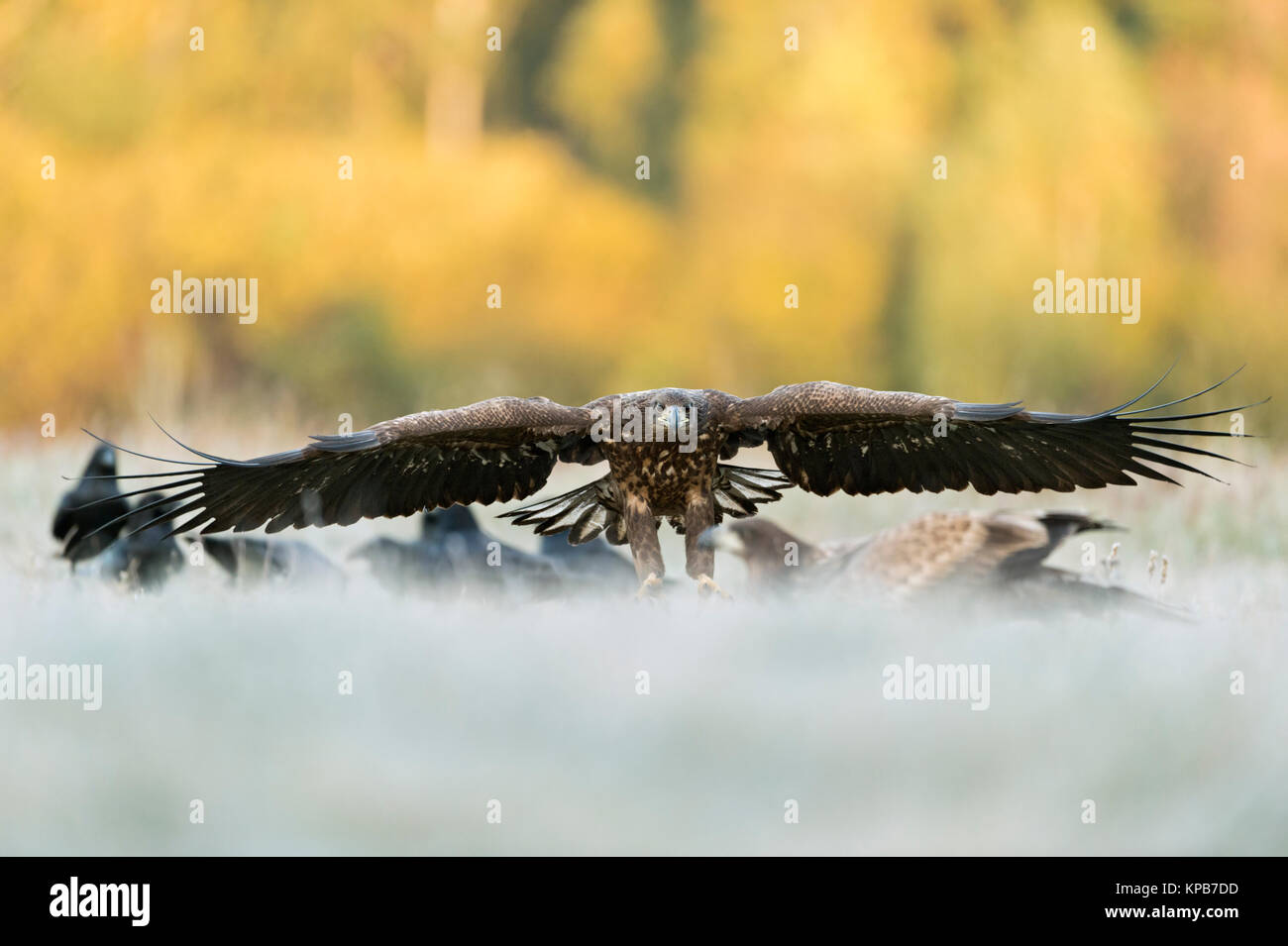 Seeadler/Seeadler (Haliaeetus albicilla) junge Heranwachsende fliegen in, Ankunft, Landung, leistungsstarke frontal geschossen, riesige Spannweite, die Tier- und Pflanzenwelt. Stockfoto