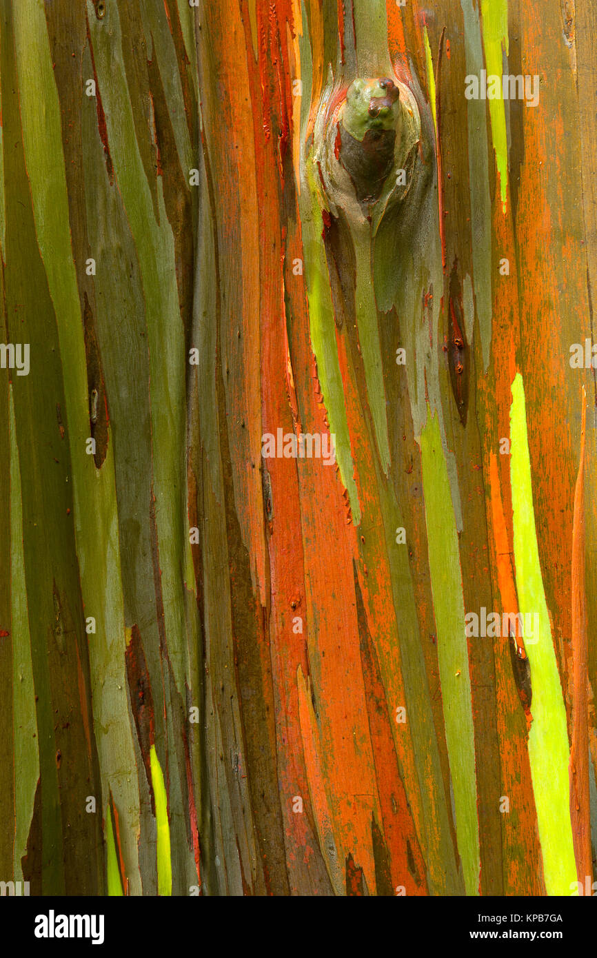 Bunte Eucalyptus Rinde des Regenbogens Eukalyptus (Eucalyptus deglupta) entlang der hawaiischen Küste. Hawaii, USA Stockfoto