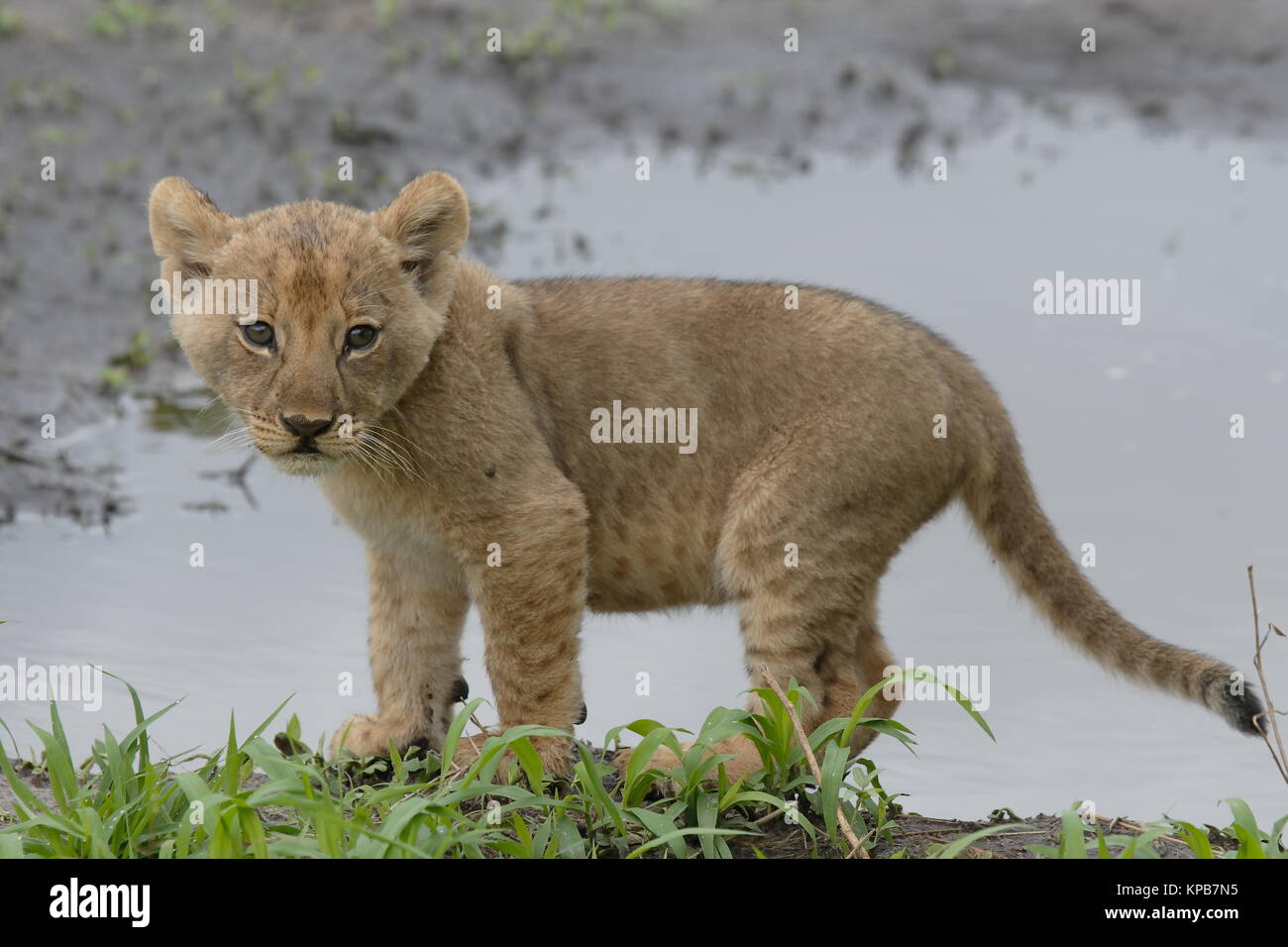 Chobe Lion Cub Botswana Stockfoto