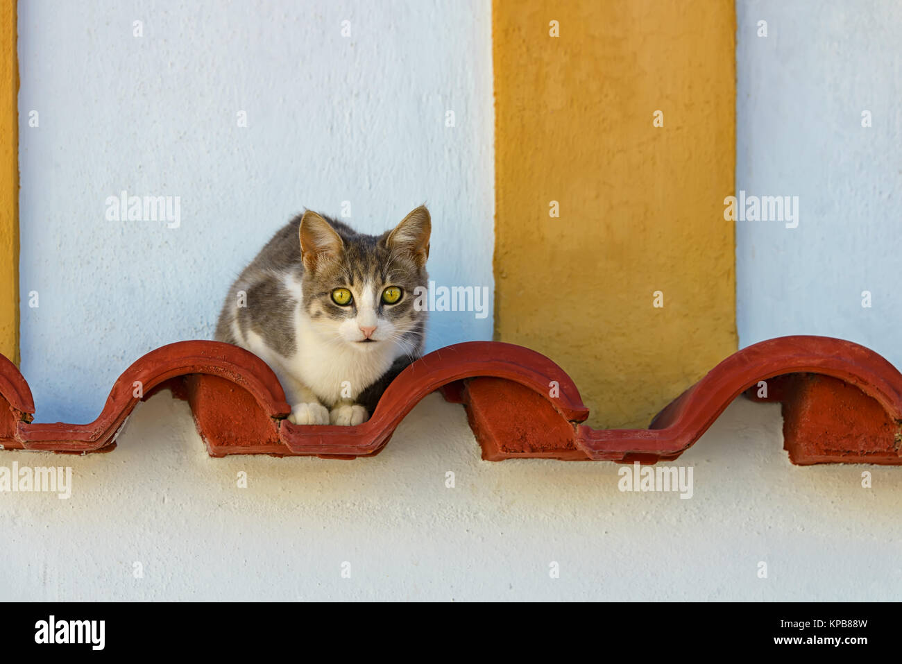 Eine zweifarbige Tabby white cat ruht auf dekorative rote Dachziegel schauen neugierig, Rhodos, Griechenland. Stockfoto