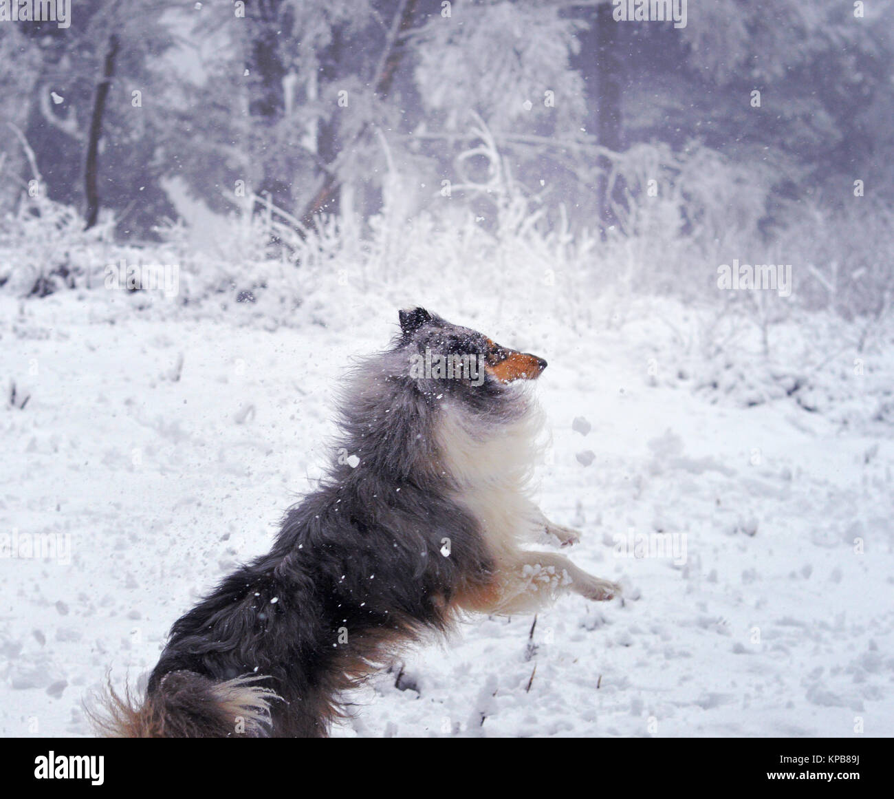 Rough collie Hund sprang auf explodierende Schneeball auf verschneiten Tag in Leith Hill, Dorking, Surrey, Großbritannien. Stockfoto