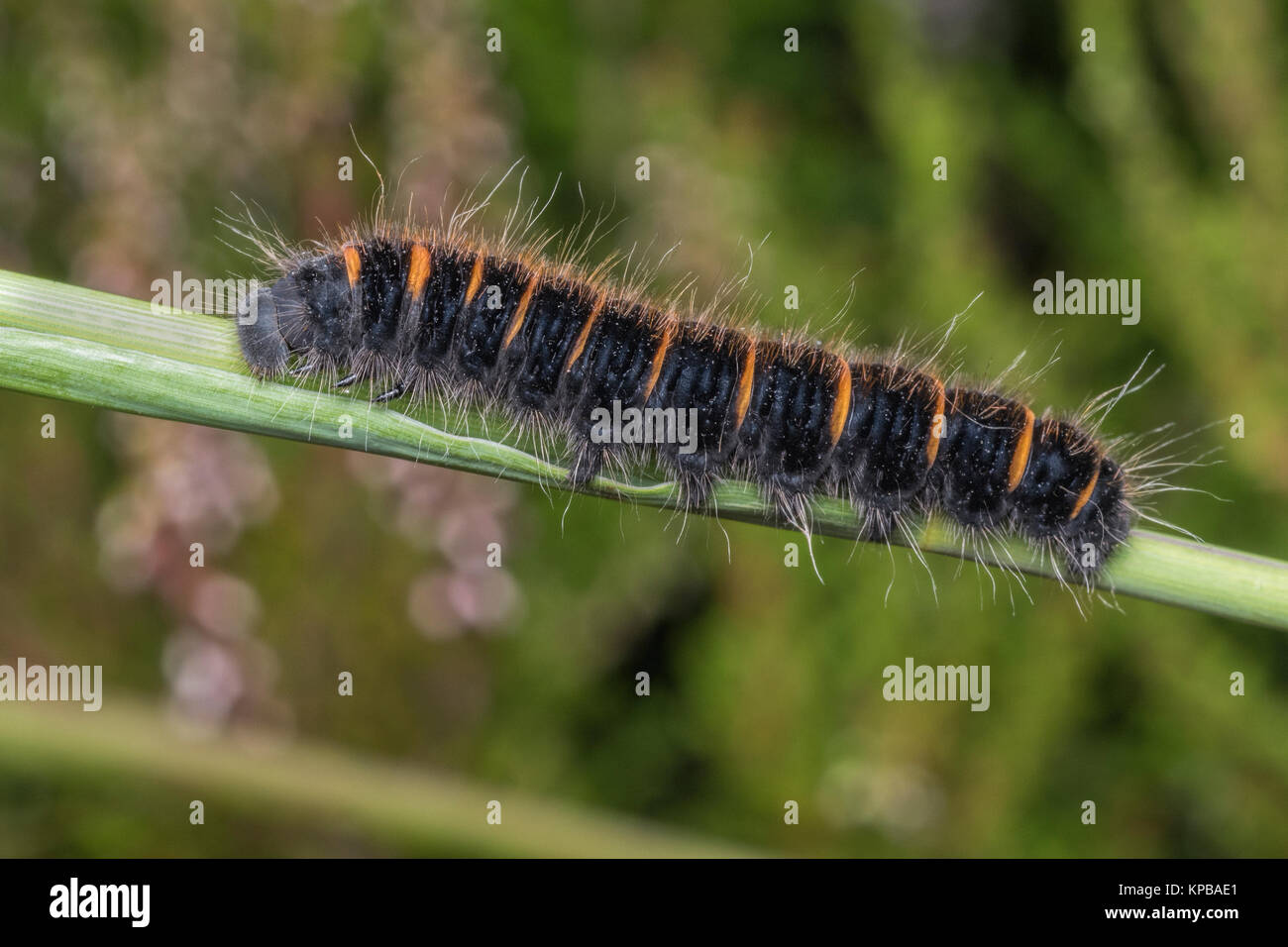 Fox Moth Caterpillar (Macrothylacia Rubi) auf pflanzlichen Stammzellen in den Wald. Cahir, Tipperary, Irland. Stockfoto