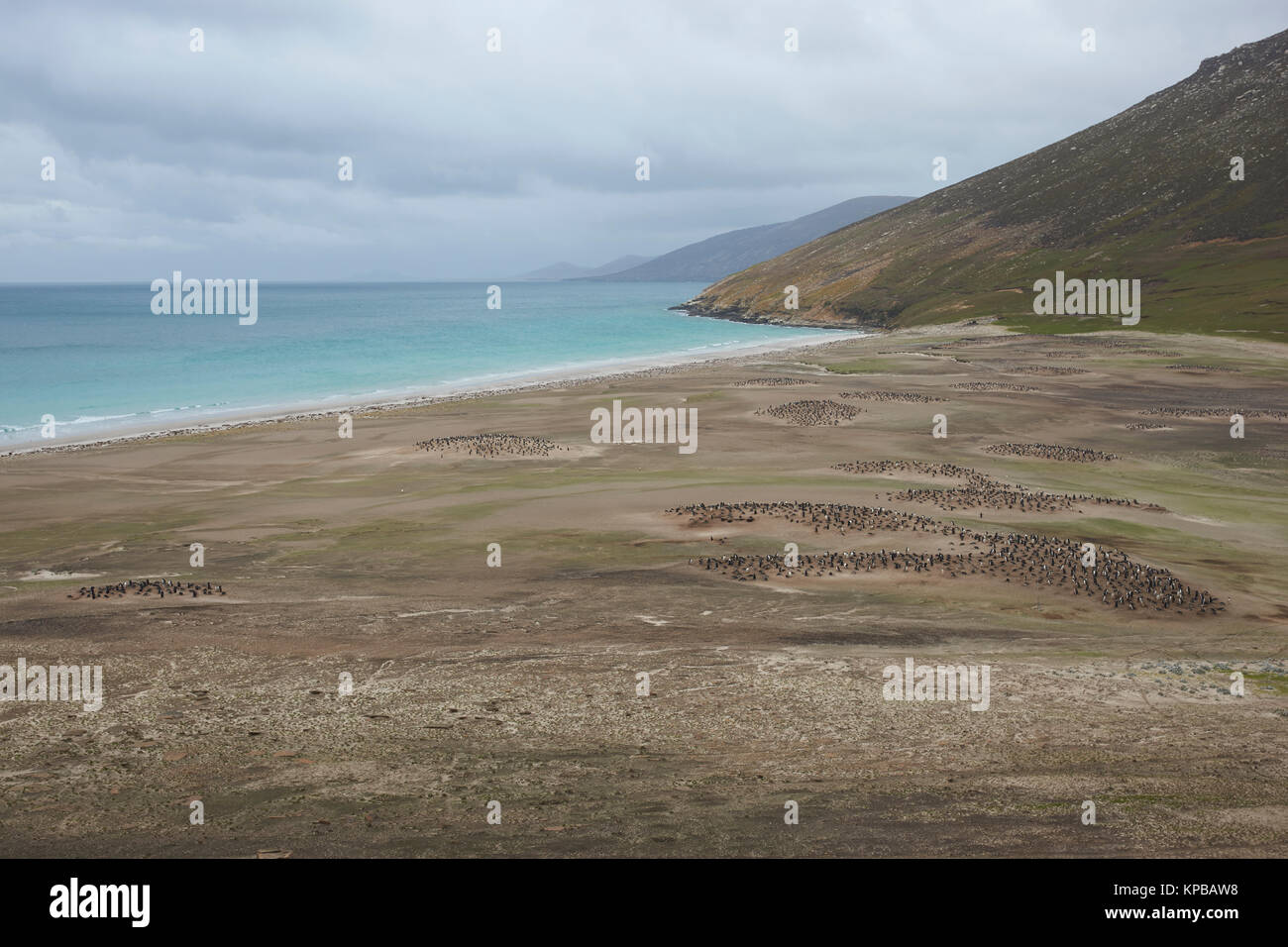 Der Hals auf Saunders Island im Falkland Inseln; zu Hause mehrere Kolonien der Eselspinguine (Pygoscelis papua) und andere Wildtiere. Stockfoto