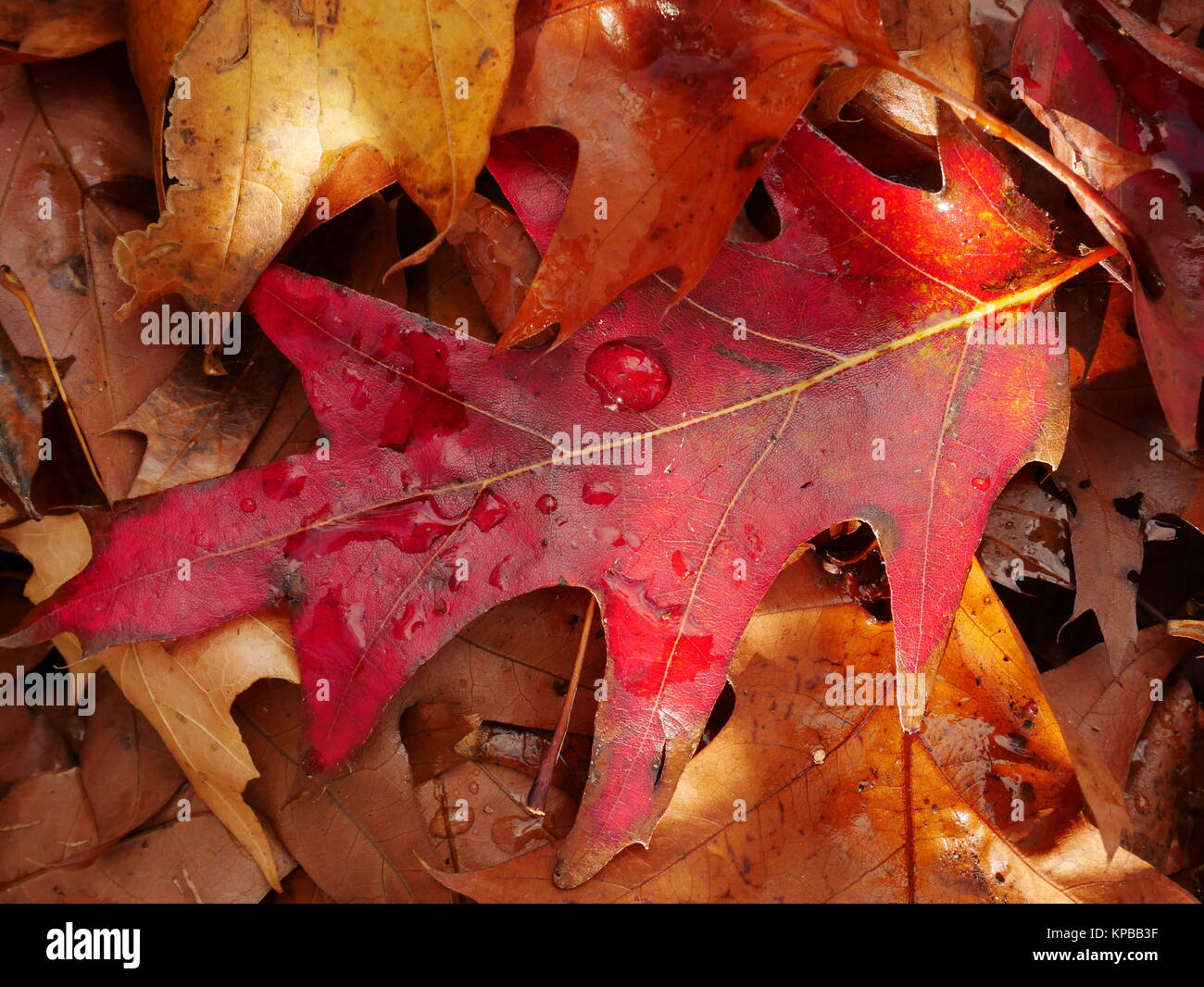 Red Pin Oak Leaf im Herbst Stockfoto