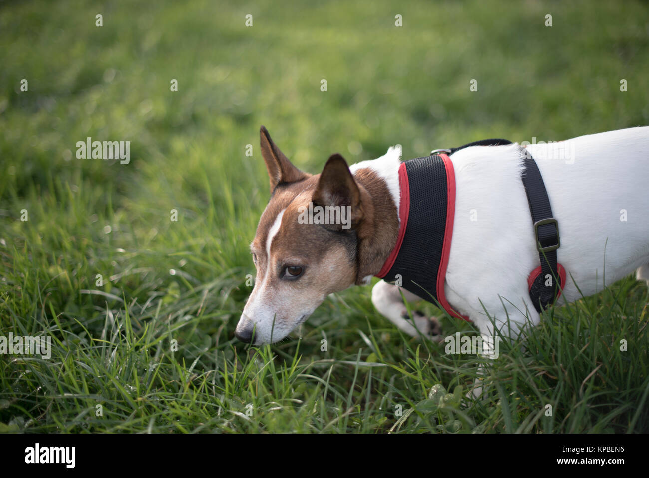 Einen glatten Haaren Jack Russell Terrier zu Fuß in eine Rasenfläche mit einem Kabelbaum und suchen ein wenig beschämt Stockfoto