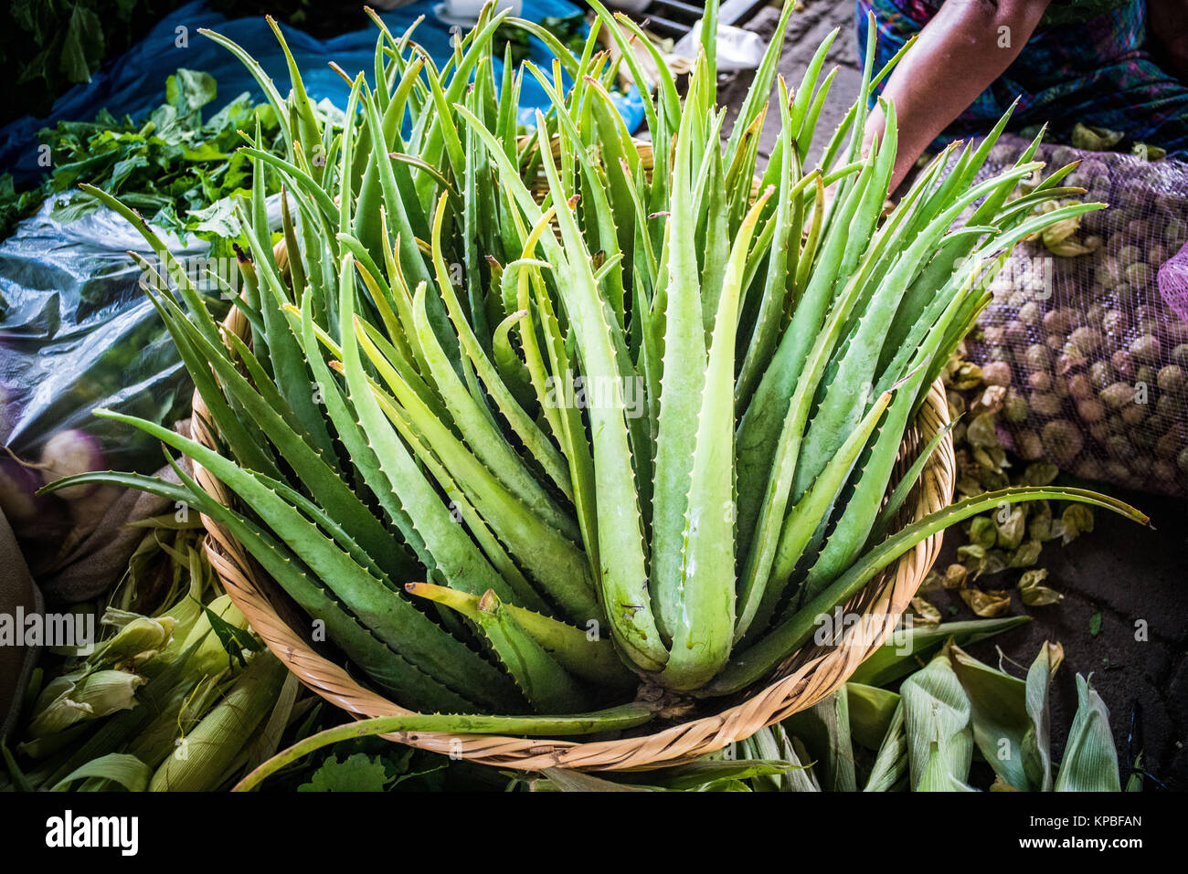 Aloe Vera Blätter. Stockfoto