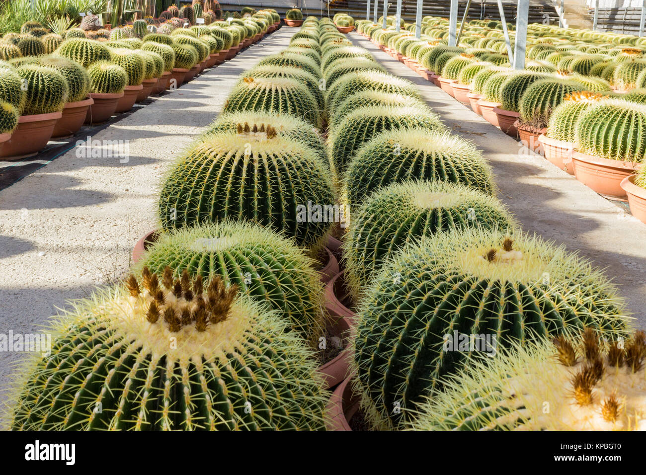 Kakteen Plantage in Kindergarten, Mexiko Stockfoto