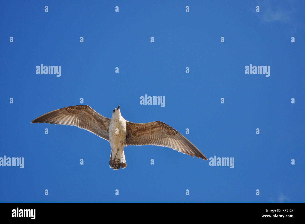 Sea Bird in den Himmel Stockfoto Sea Bird in den Himmel Stockfoto