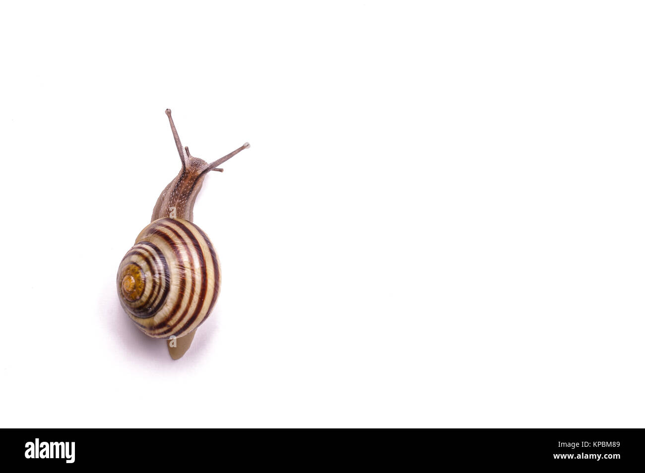 Garten-Schnecke Stockfoto