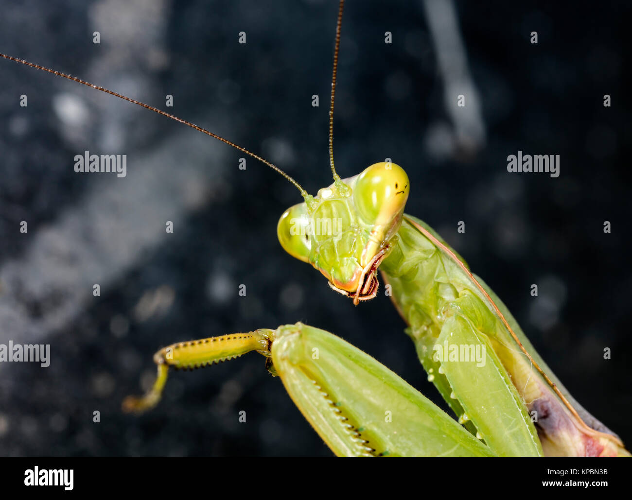 Große Weibchen von mantis Stockfoto