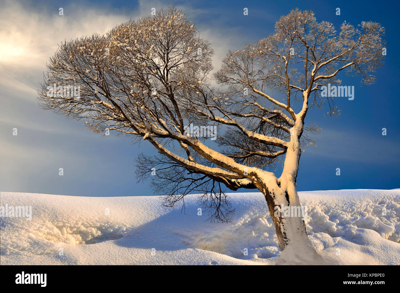 Einsamer baum Raureif und Schnee im Sonnenlicht Sonnenuntergang abgedeckt - Märchen von winter natur Stockfoto