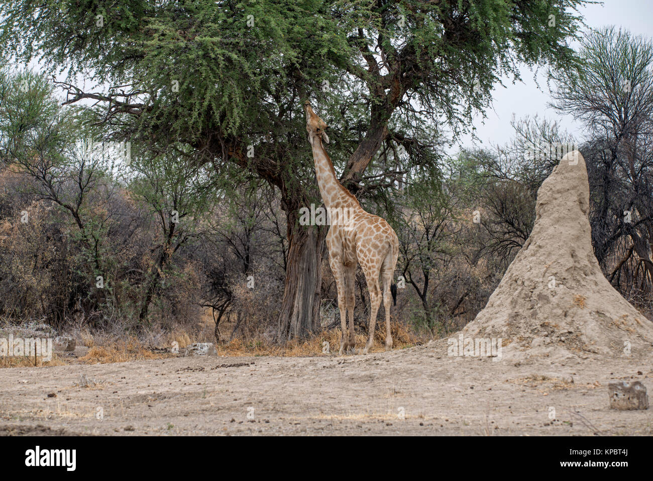 Süden: Giraffa Camelopardalis Giraffe. Etosha, Namibia Stockfoto