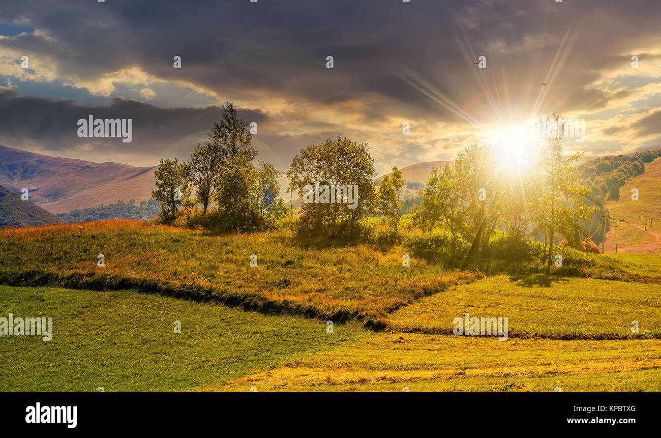 Kleiner Obstgarten auf einem Grasbewachsenen ländlichen Bereich bei Sonnenuntergang. schönen Sommer Landschaft in den Bergen Stockfoto