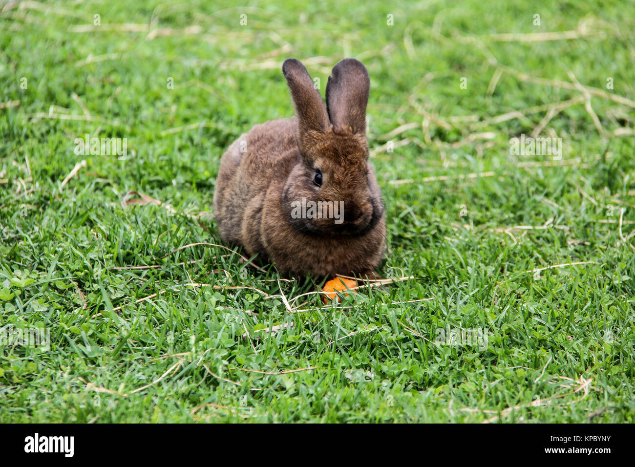Hase Mit Karotte Stockfotos & Hase Mit Karotte Bilder - Alamy