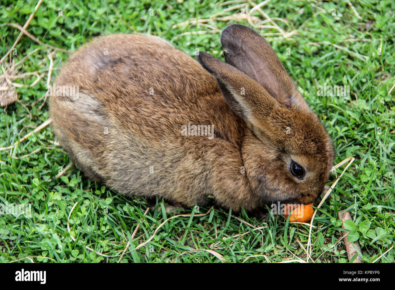 Hase Mit Karotte Stockfotos & Hase Mit Karotte Bilder - Alamy
