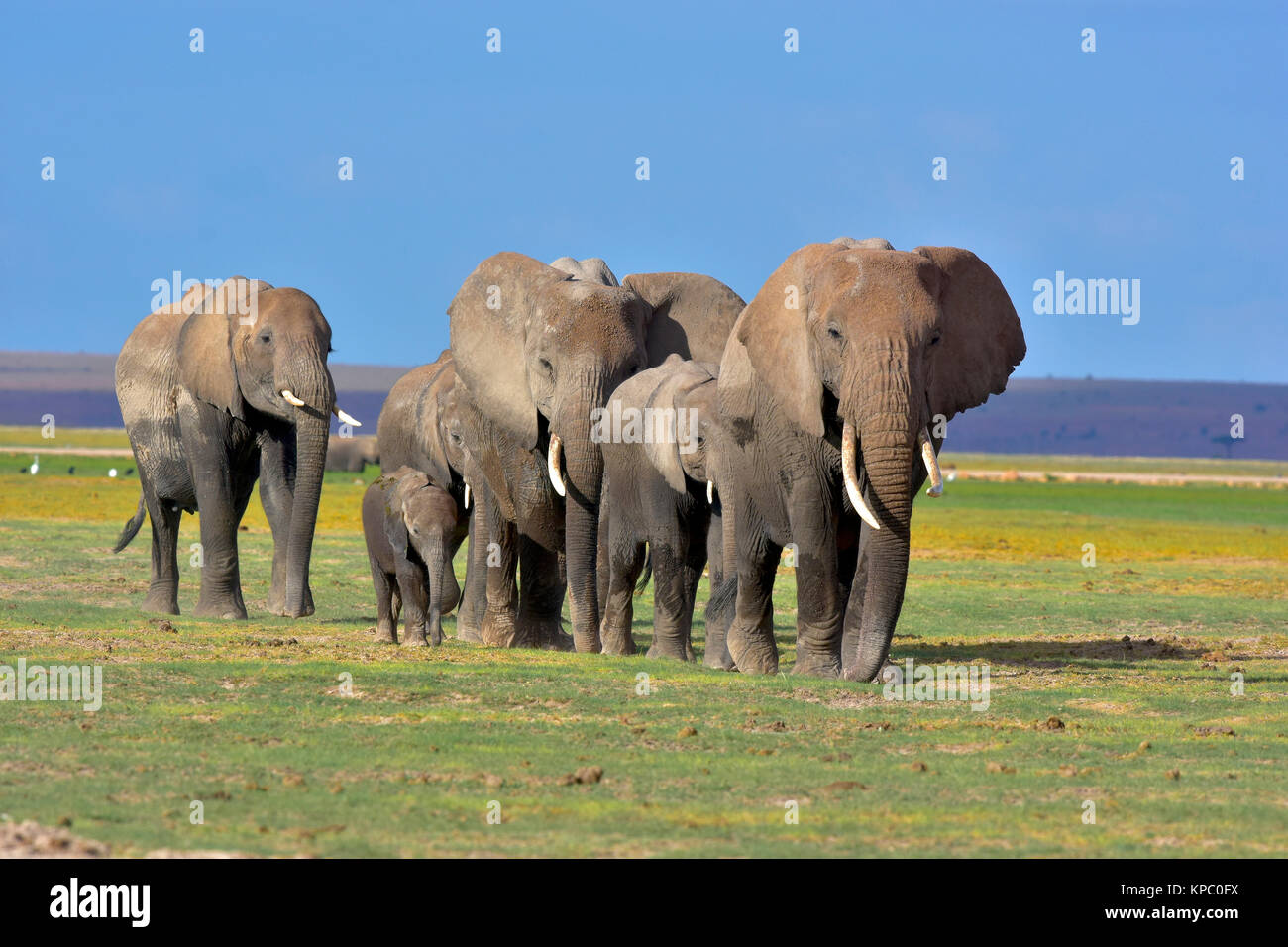 Elefanten im Amboseli Nationalpark in der Nähe von Kilimanjaro in Kenia. Stockfoto