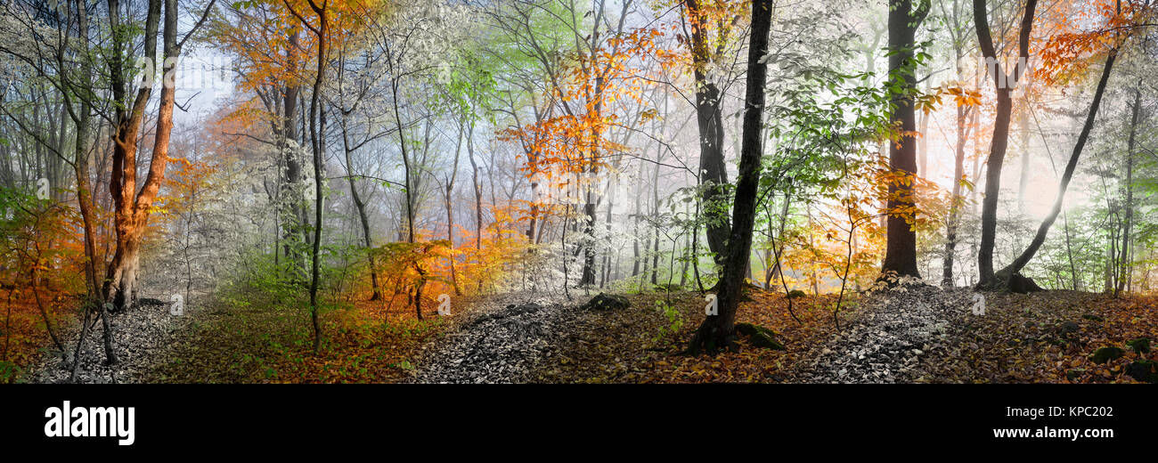 Schönen Morgen Szene im Wald, Holz panorama Jahreszeiten ändern Stockfoto