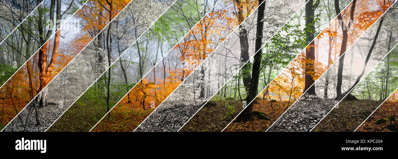 Schönen Morgen Szene im Wald, Holz panorama Jahreszeiten ändern Stockfoto
