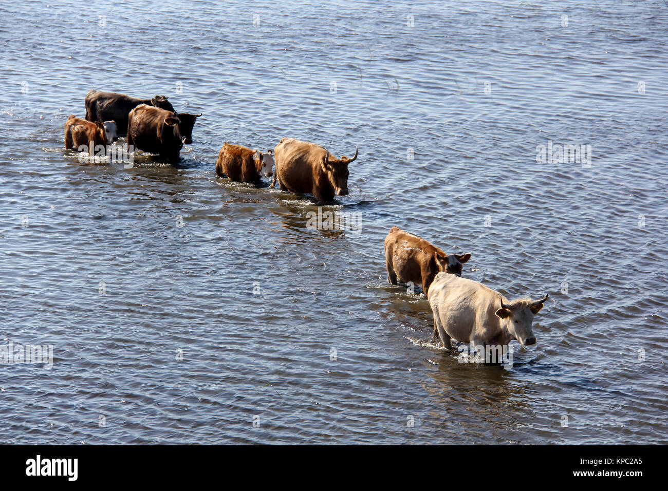 Wilde Kühe Schwimmen durch die Engure See, die blauen Kühe Lettlands, Naturpark Engures ezers