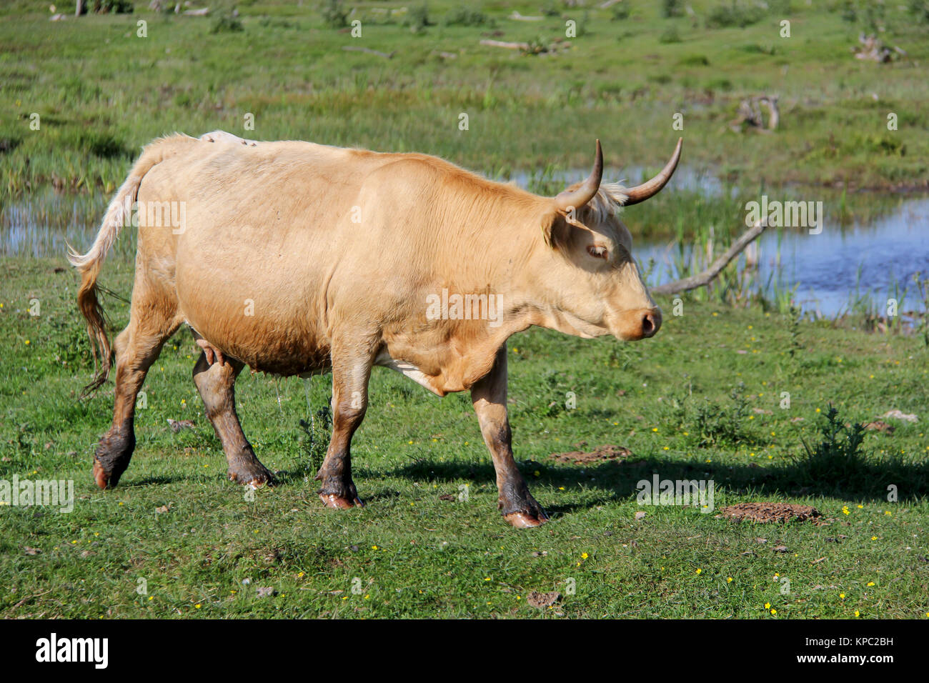 Wildpferde engagieren Fotos und Bildmaterial in hoher Auflösung Alamy