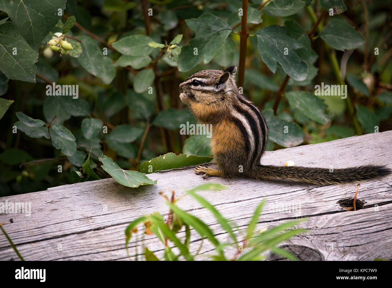 Chipmunk Beeren Naschen auf Natur Wanderung Stockfoto