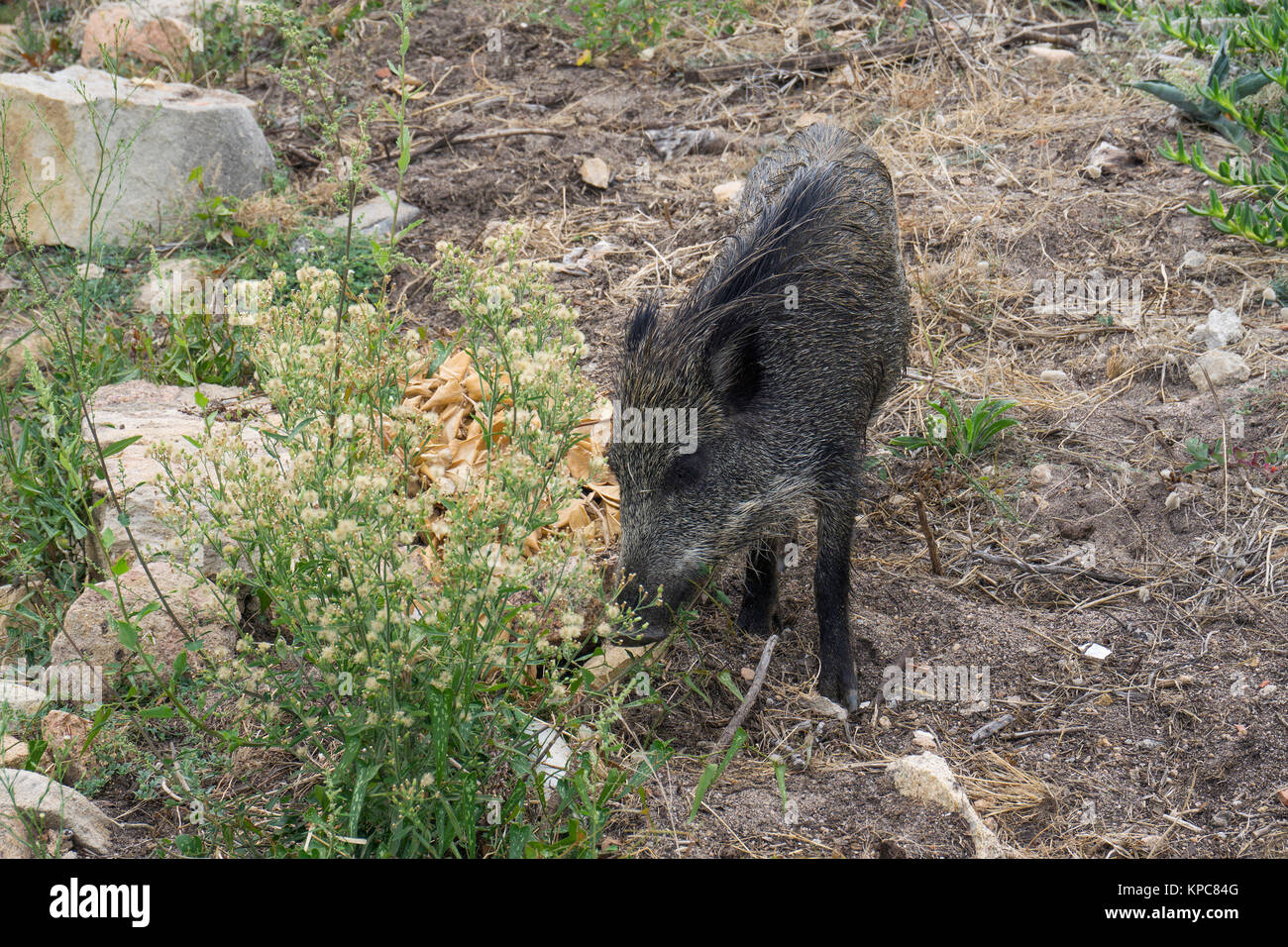 Wildschwein (Sus scrofa) an der Costa Paradiso, Sardinien, Italien, Mittelmeer, Europa Stockfoto