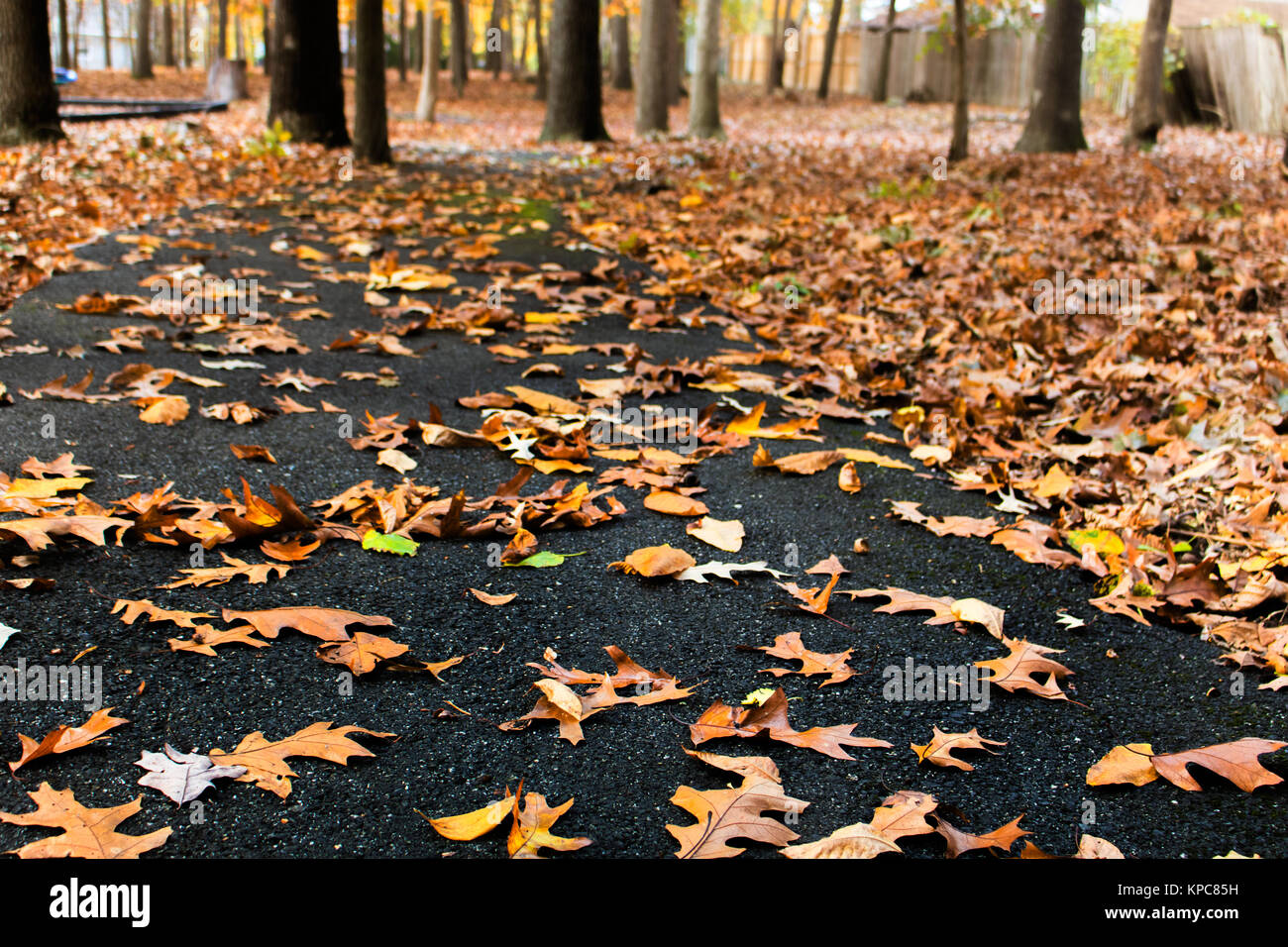 Ein Spaziergang im Herbst Blätter Stockfoto