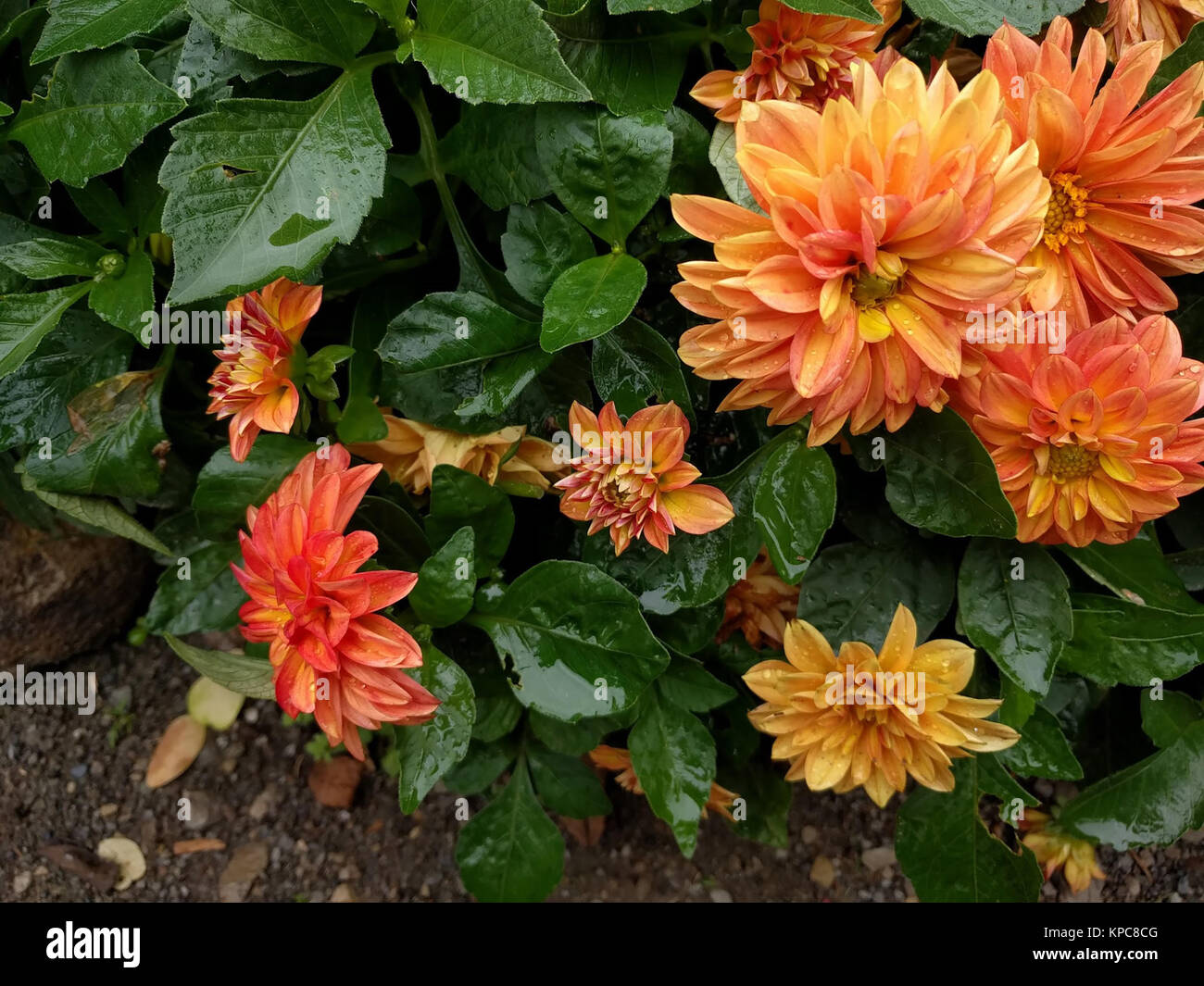 Dahlien Glühen nach dem Regen Stockfoto