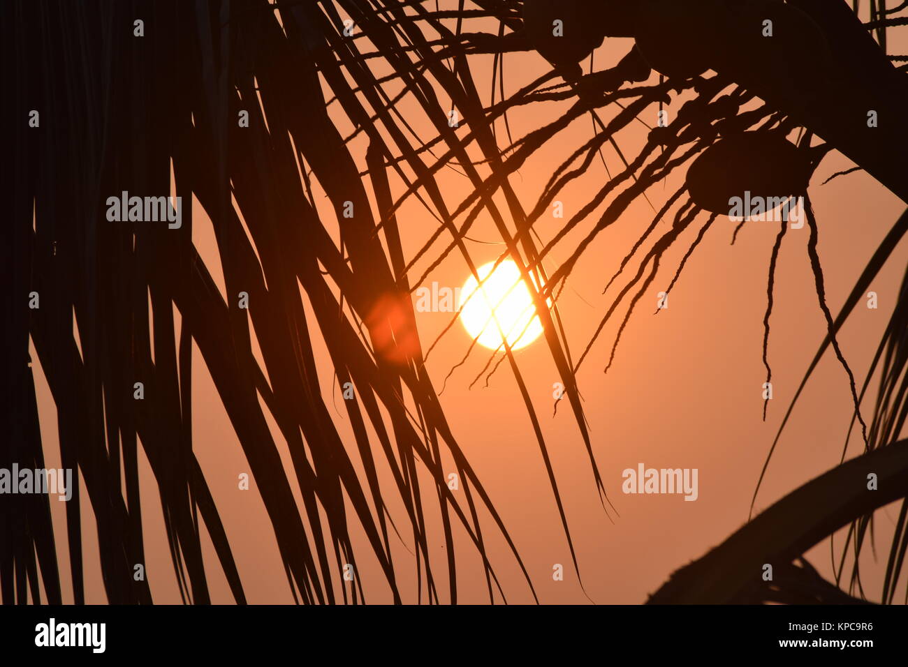 Die Sonne geht gerade am Morgen, hinter der Kokospalme. Stockfoto